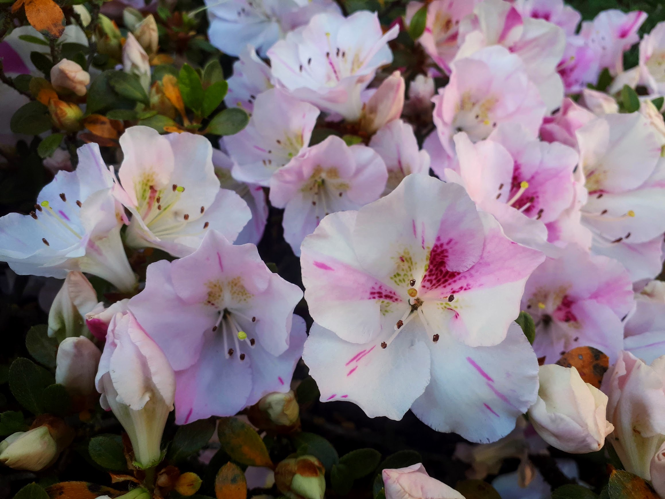 Haru-no-Sono satsuki azalea