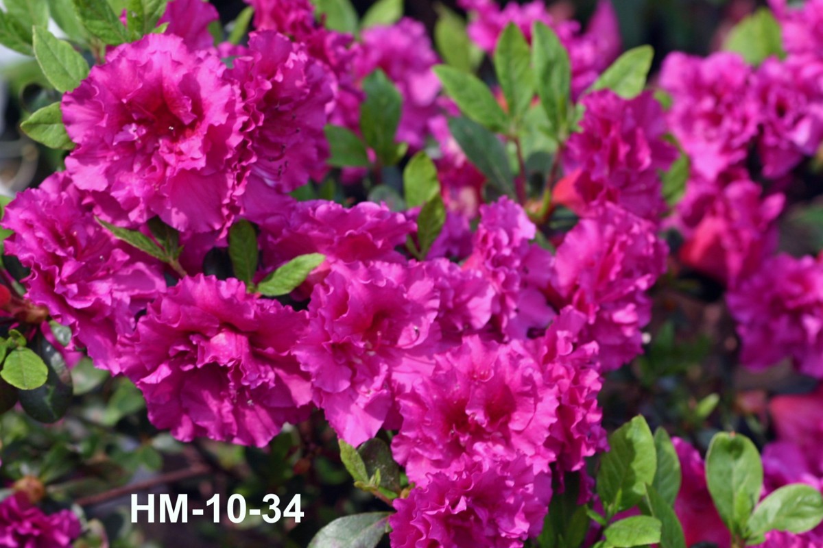 Donald H. Voss Klimavicz azalea flowers