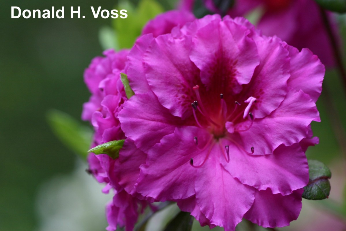 Donald H. Voss Klimavicz azalea flowers