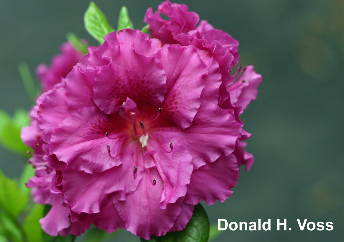 Donald H. Voss Klimavicz azalea flowers