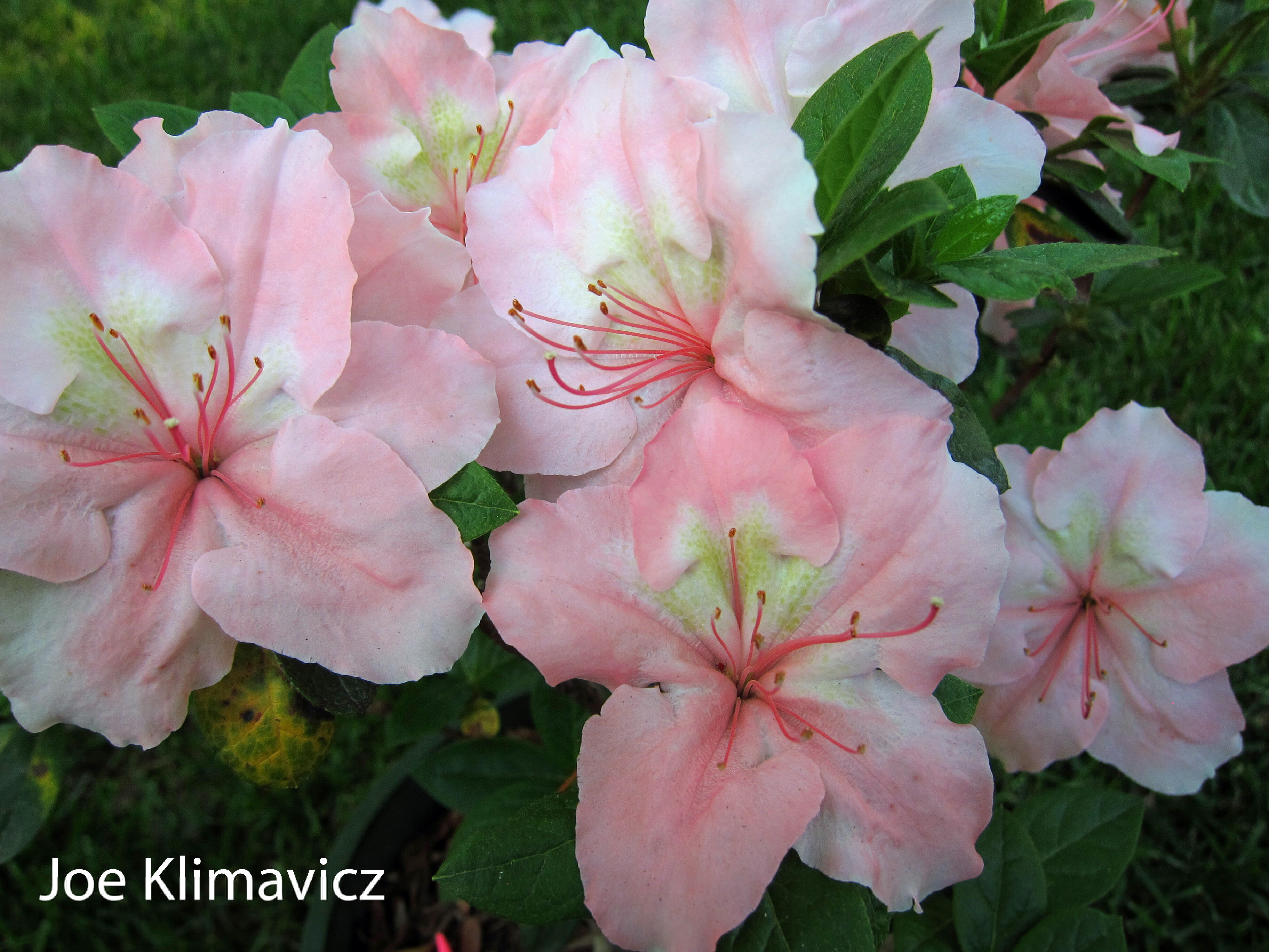 Joe Klimavicz Stewart azalea flowers