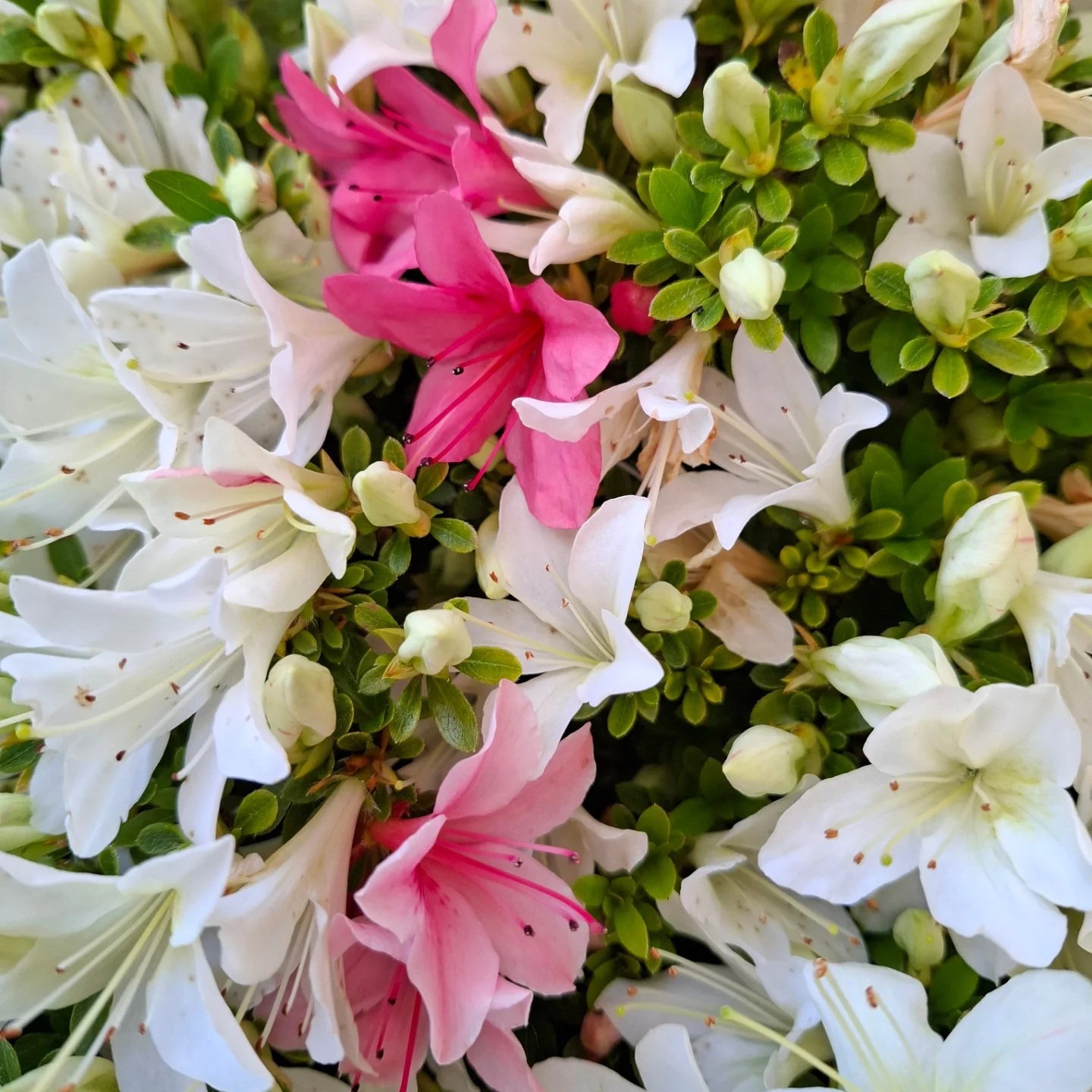 Akemi-no-Tsuki satsuki azalea flowers