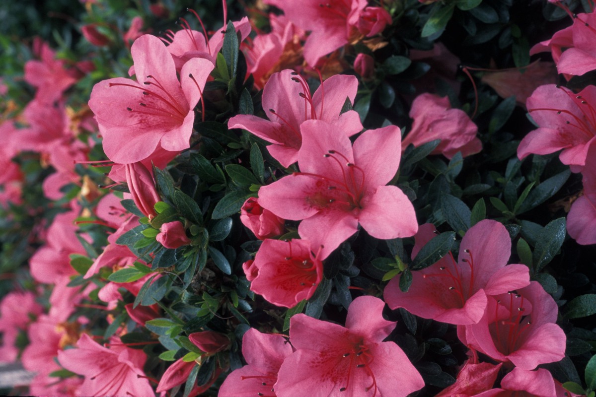 Chinzan satsuki azalea flowers