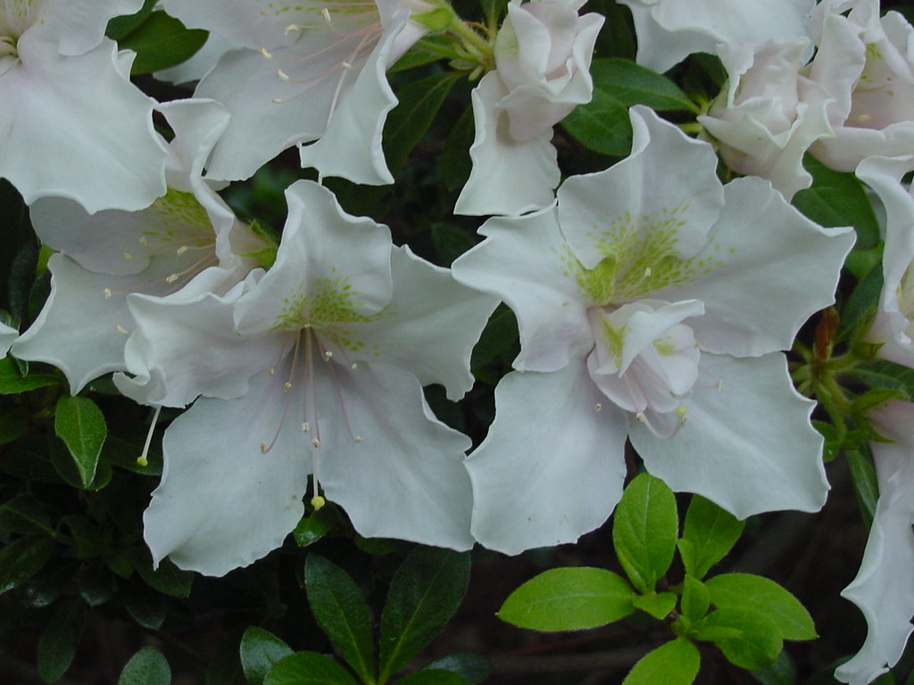 Vivation Harris azalea flowers