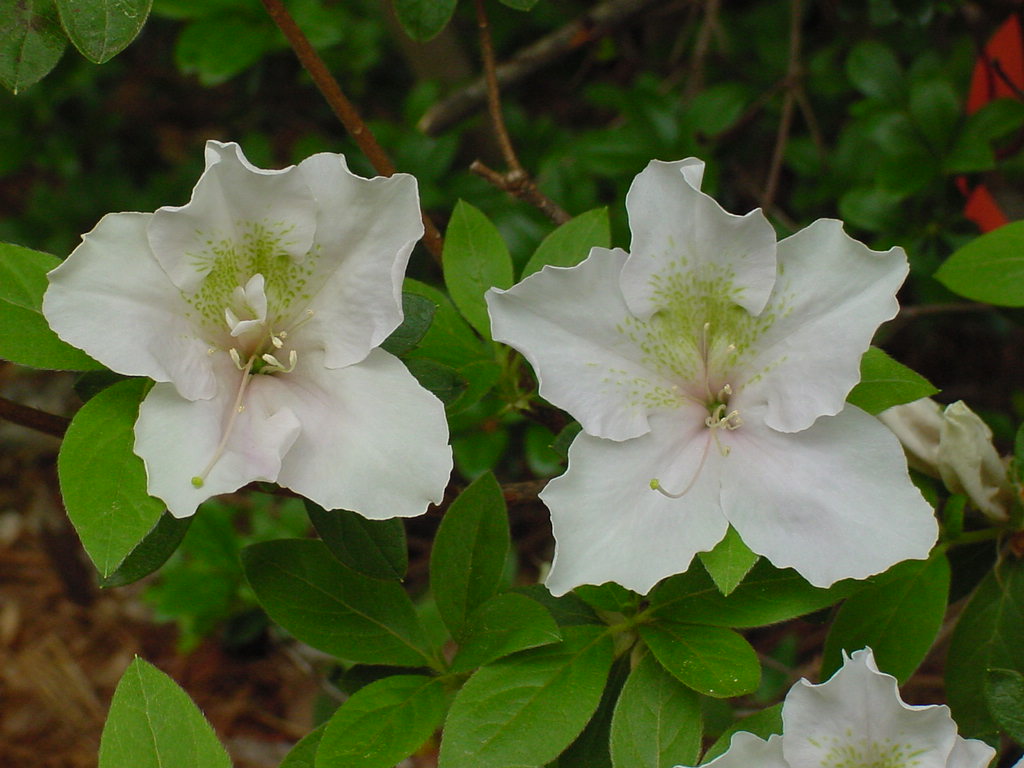 Vivation Harris azalea flowers