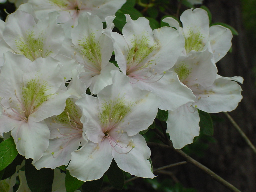 Vivation Harris azalea flowers