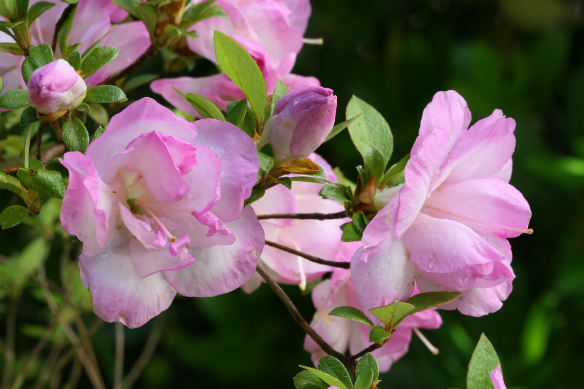 Minato satsuki azalea flowers