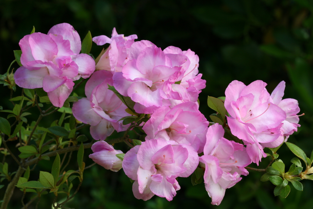 Minato satsuki azalea flowers