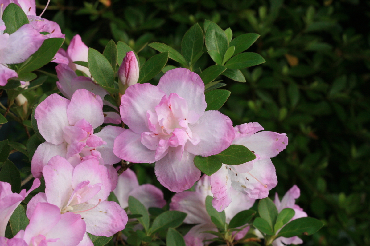 Minato satsuki azalea flowers