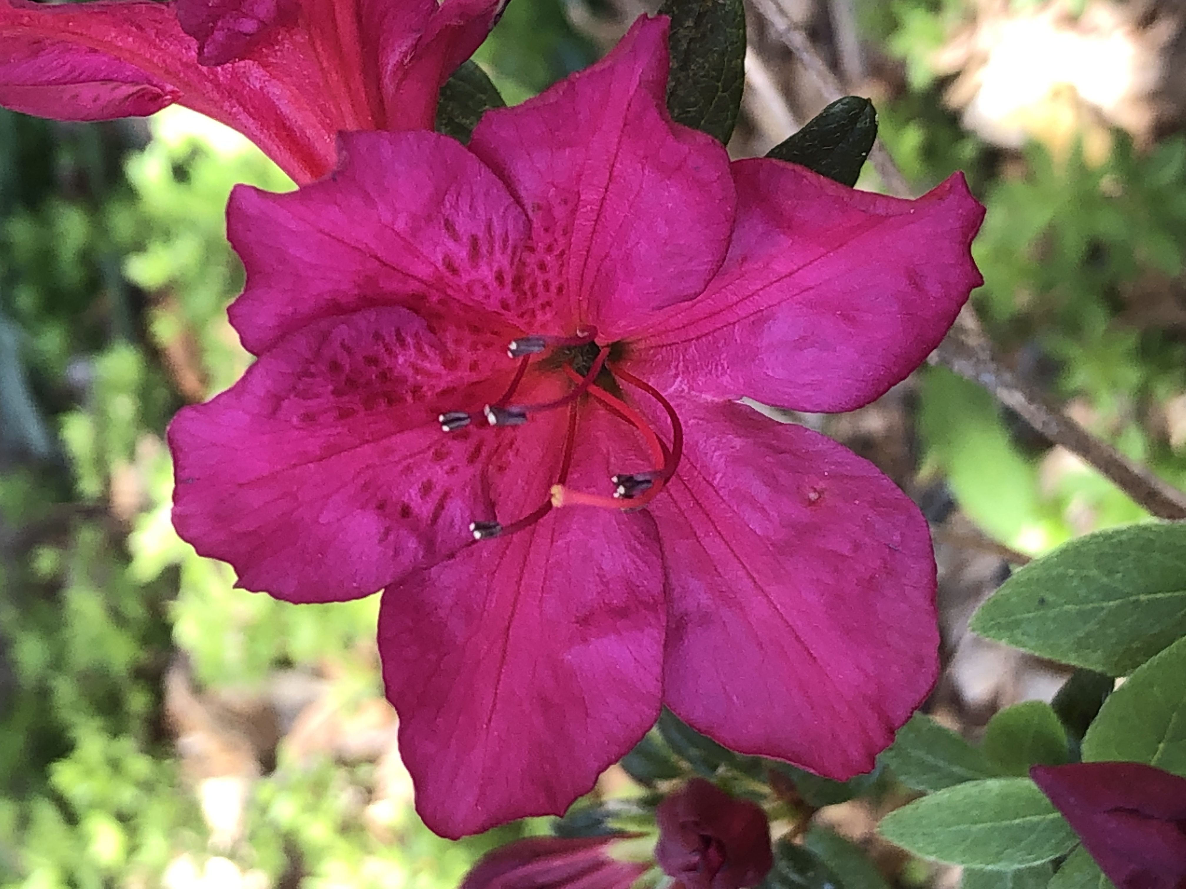 Landon Pride azalea flowers