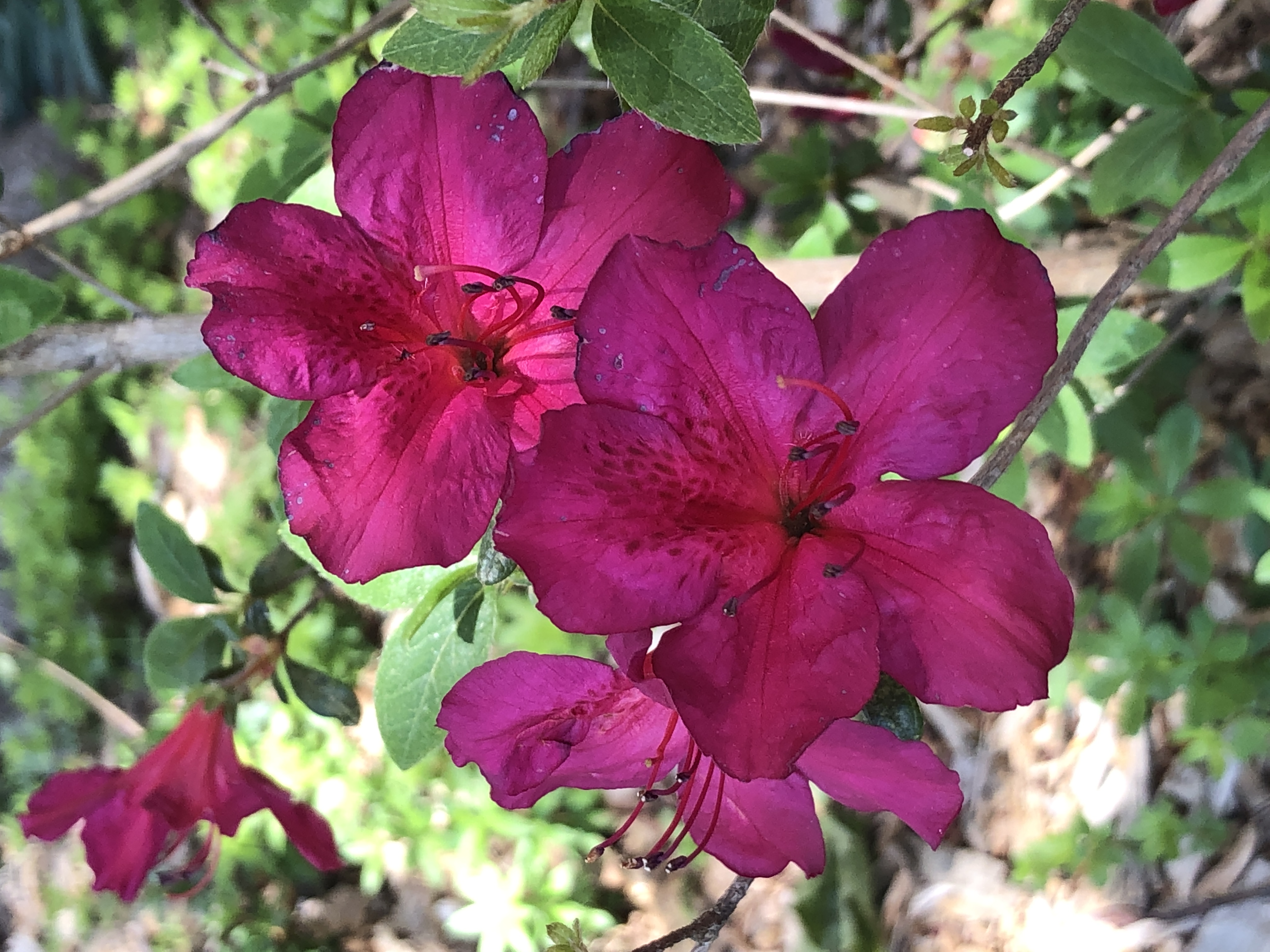Landon Pride azalea flowers