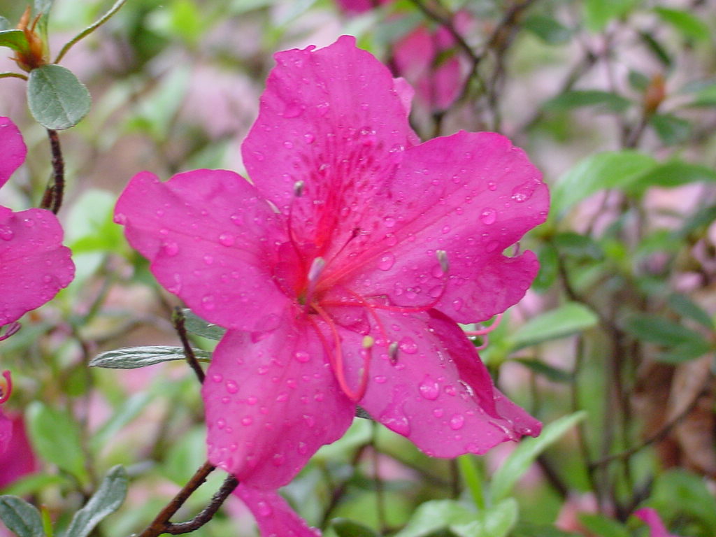 Landon Pride azalea flowers