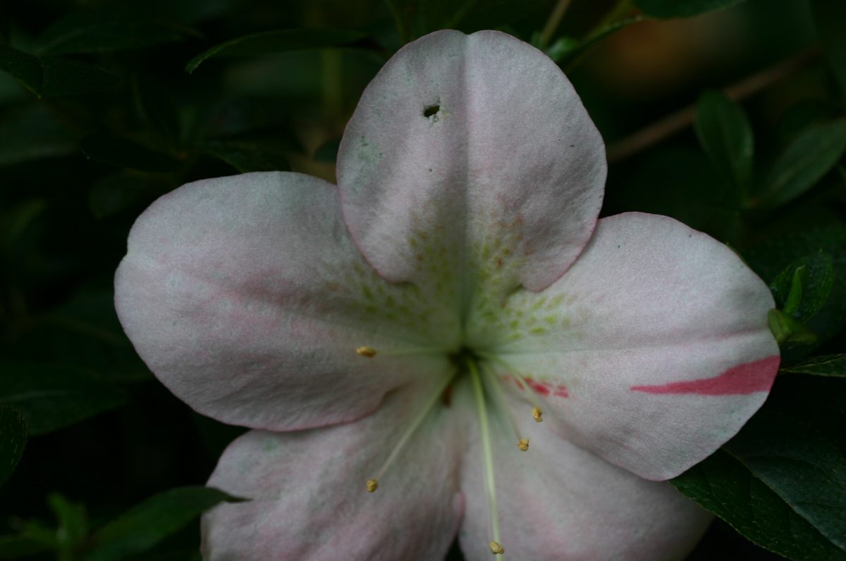 Kanjo satsuki azalea flowers