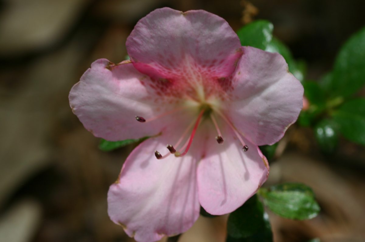 Azumakagami satsuki azalea flowers