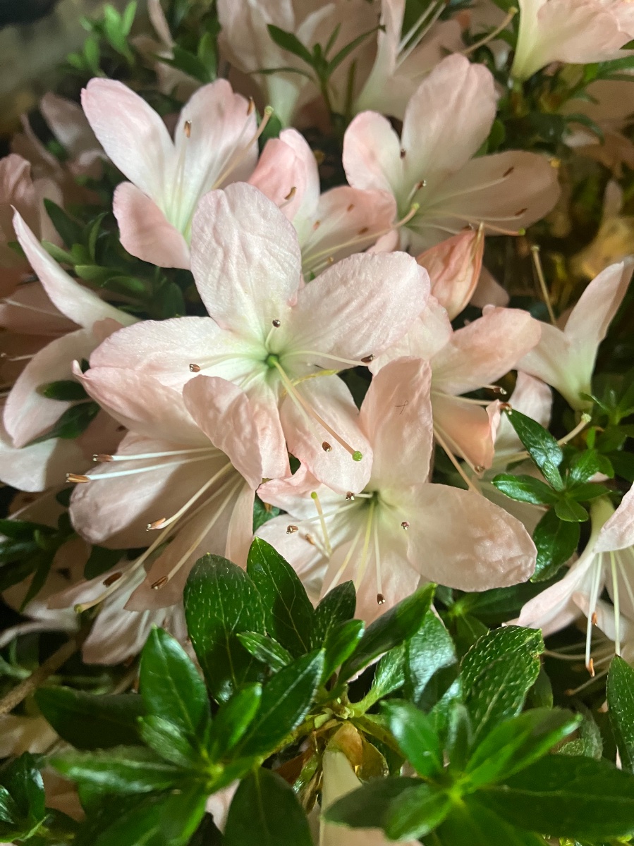 Kimimaru satsuki azalea flowers