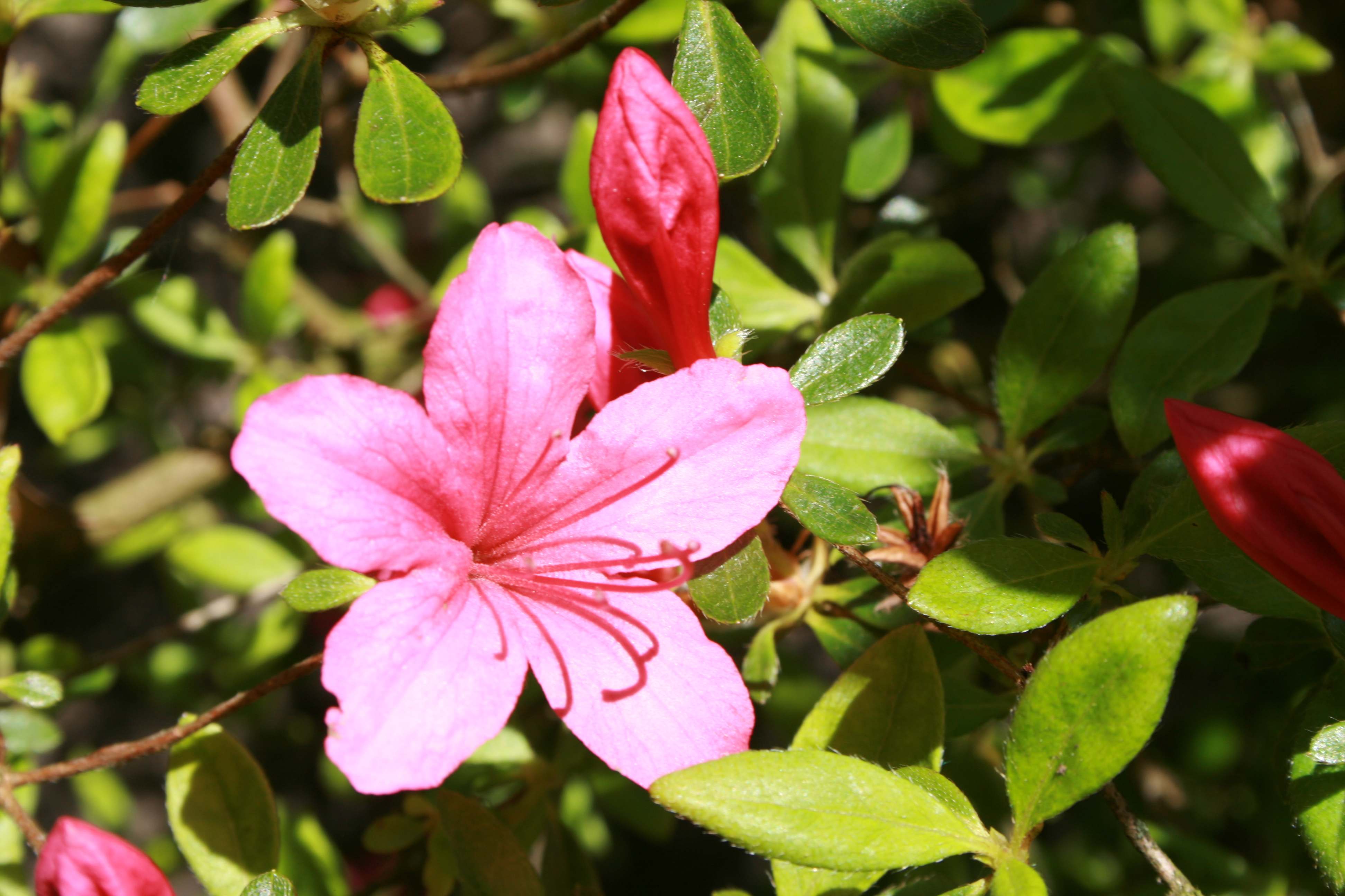Victorine Hefting obtusum azalea flowers