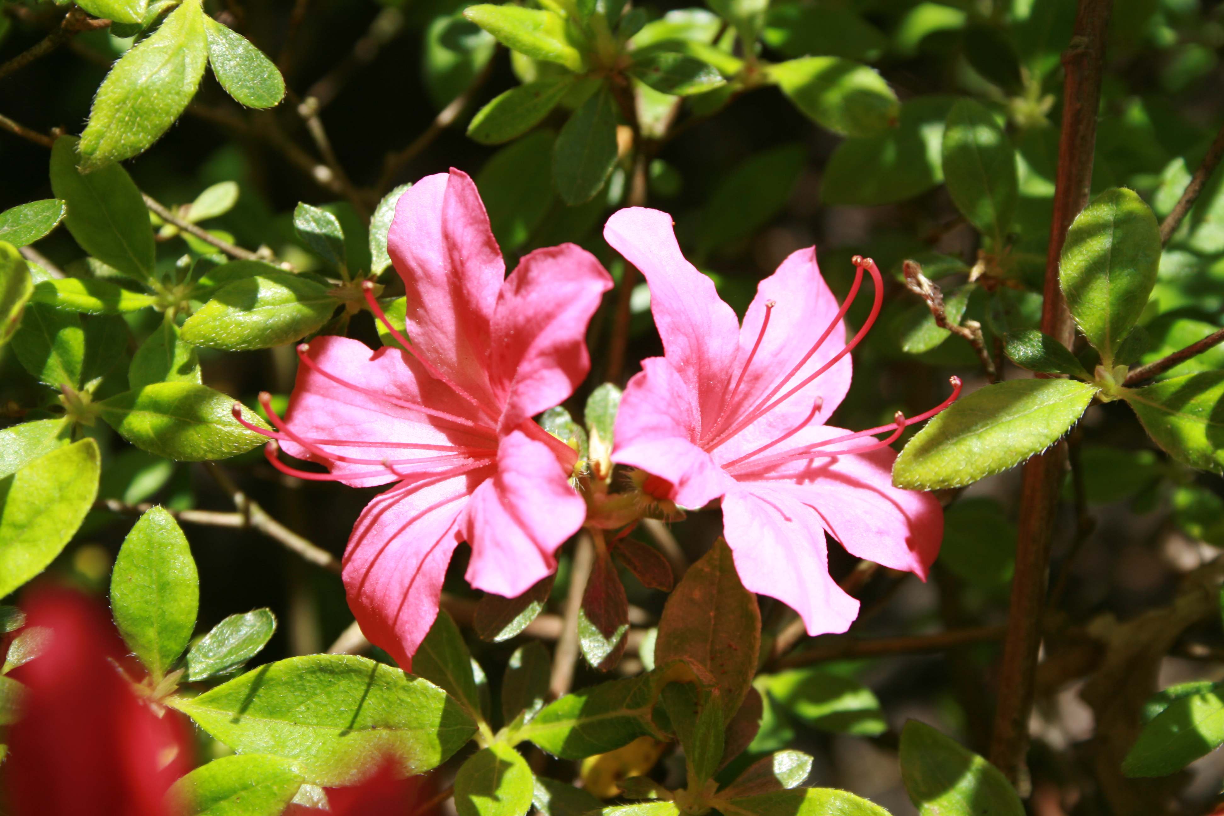 Victorine Hefting obtusum azalea flowers