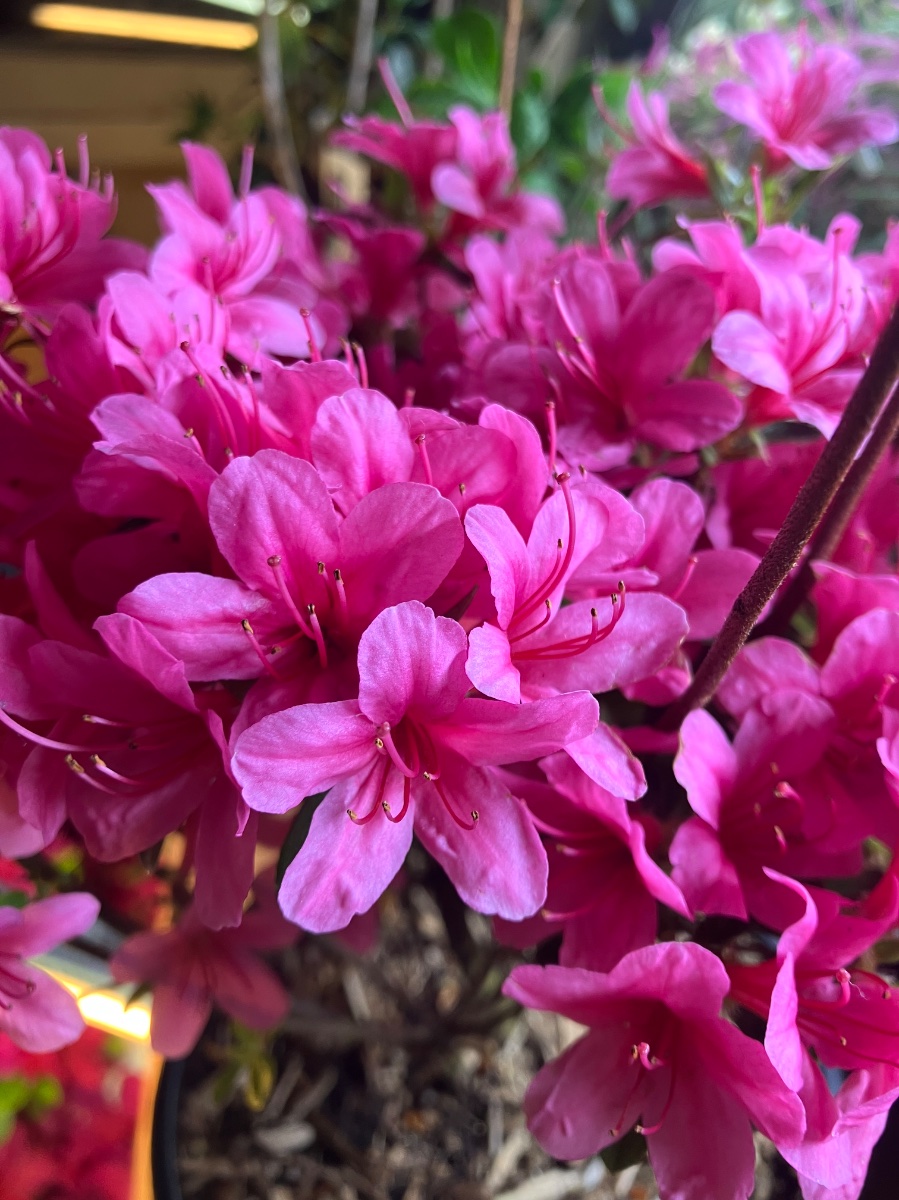 Silvester obtusum azalea flowers