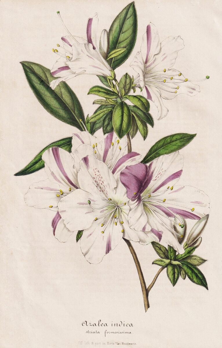Striatum Formosissimum Azalea indica azalea flowers