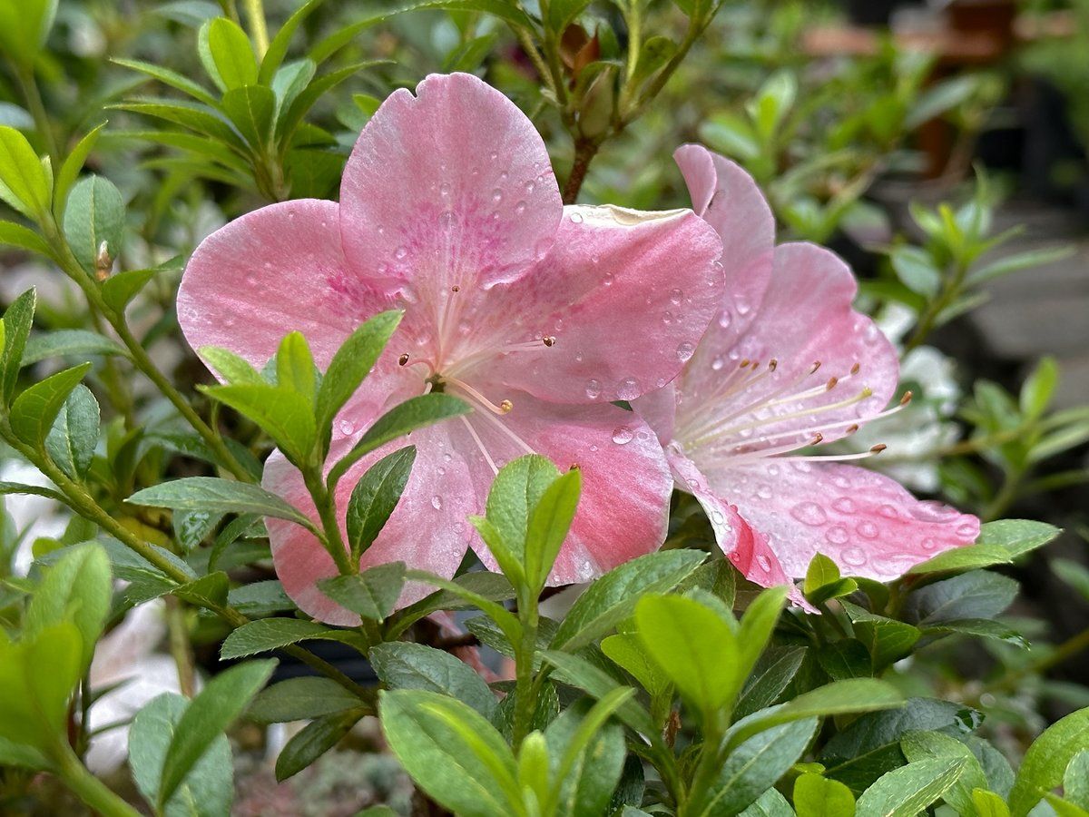 Taiyo satsuki azalea flowers