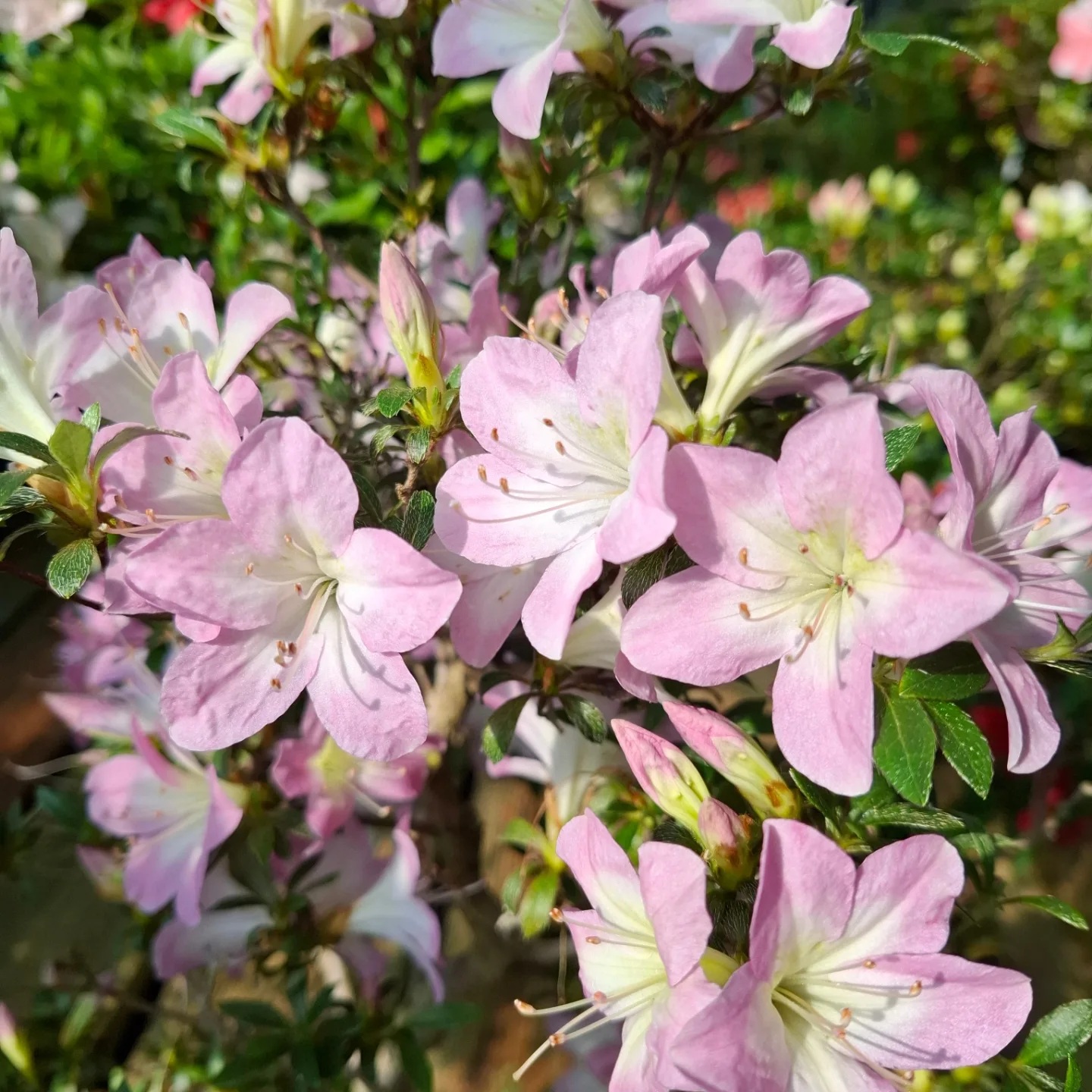 Sakurakomachi satsuki azalea flowers