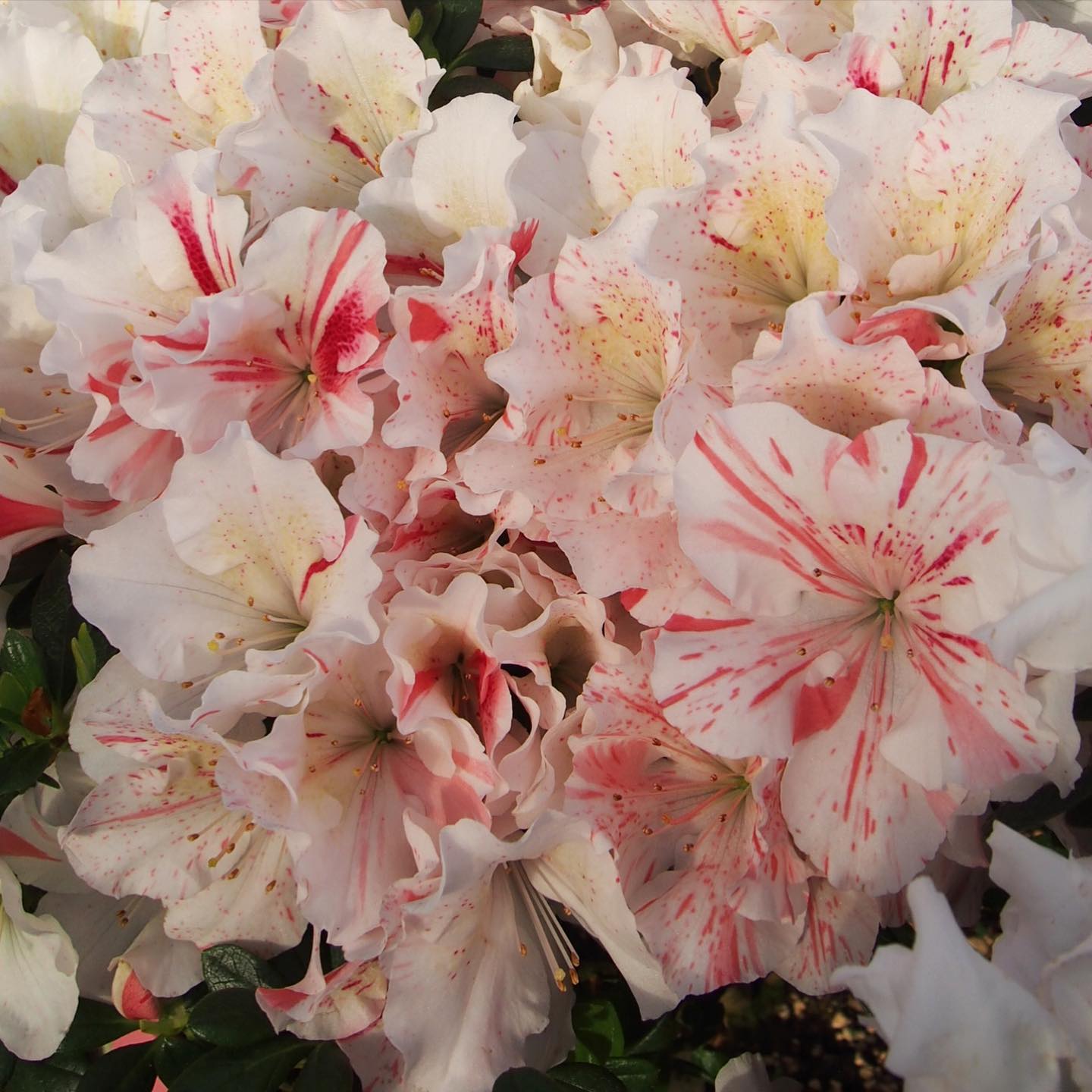 Comet Belgian indica azalea flowers
