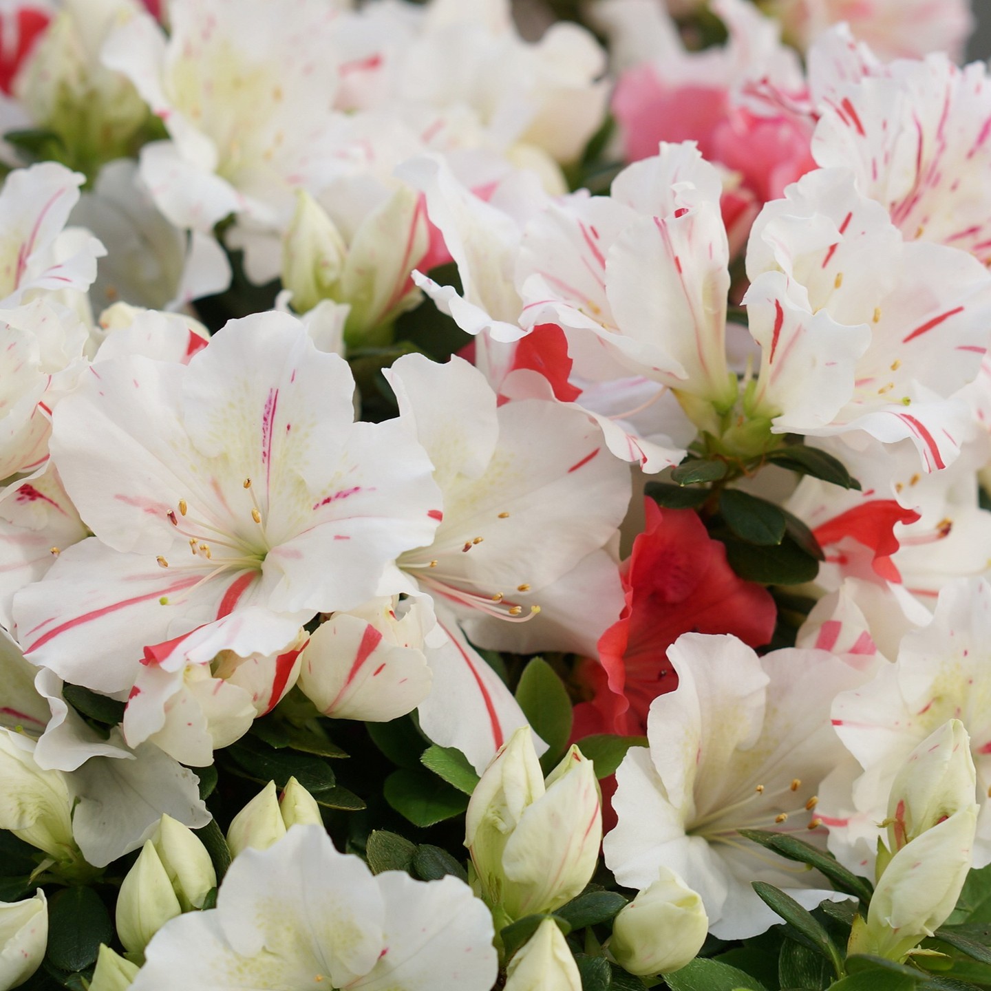 Comet Belgian indica azalea flowers