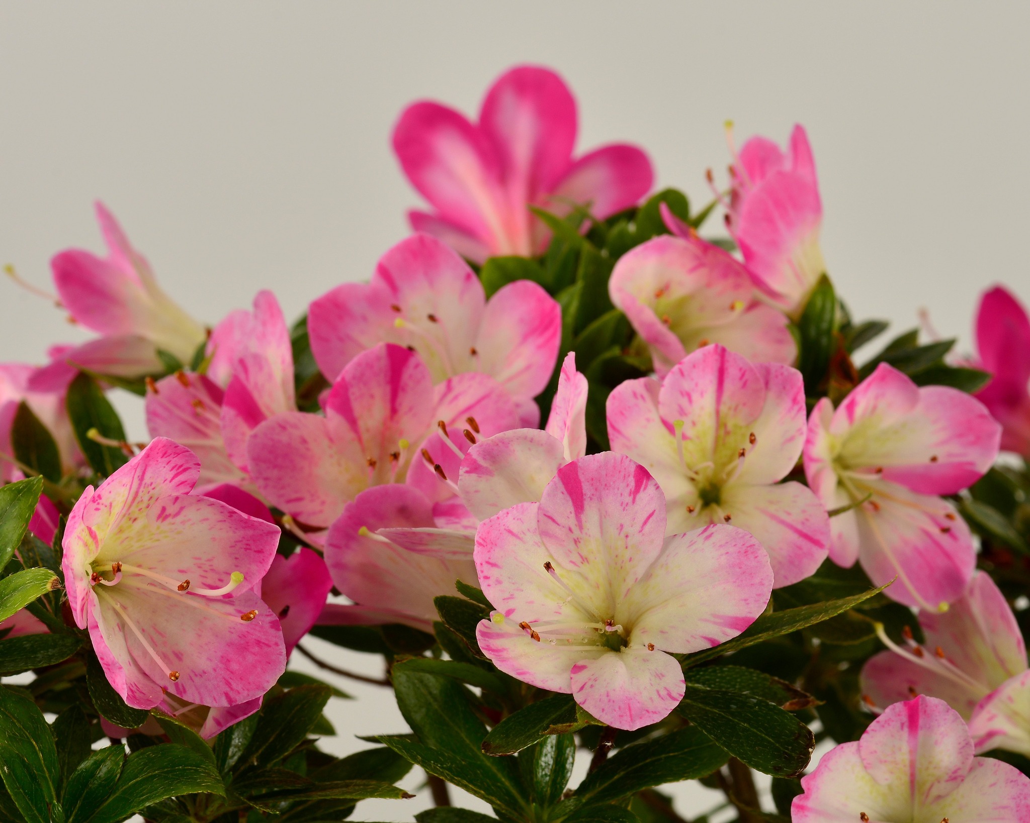 Hanamaiko satsuki azalea flowers