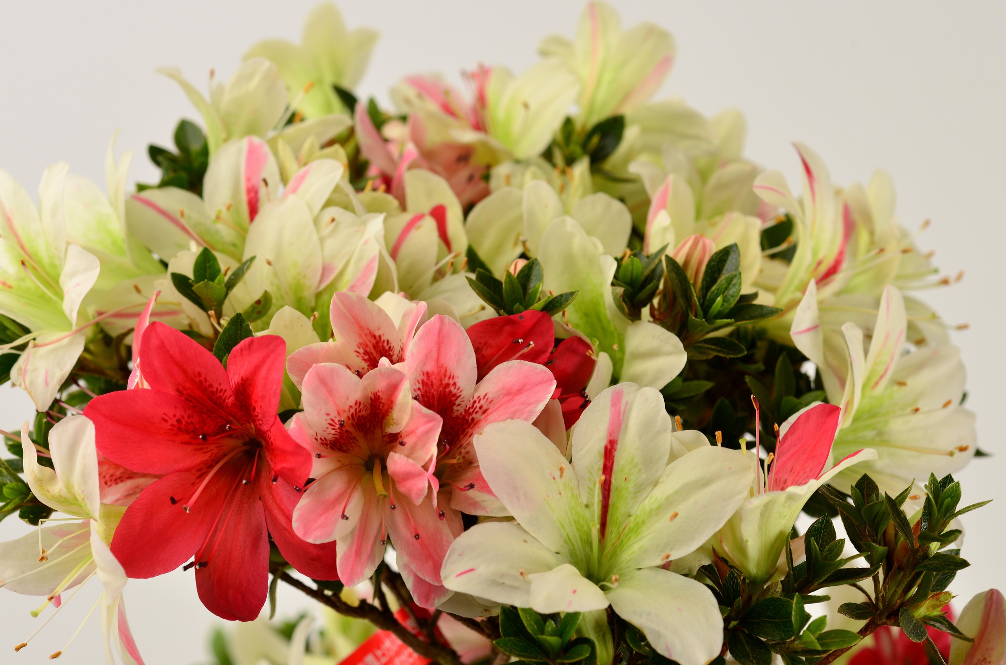 Hanatsuzuri satsuki azalea flowers