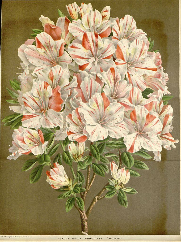 Punctulatum Belgian indica azalea flowers