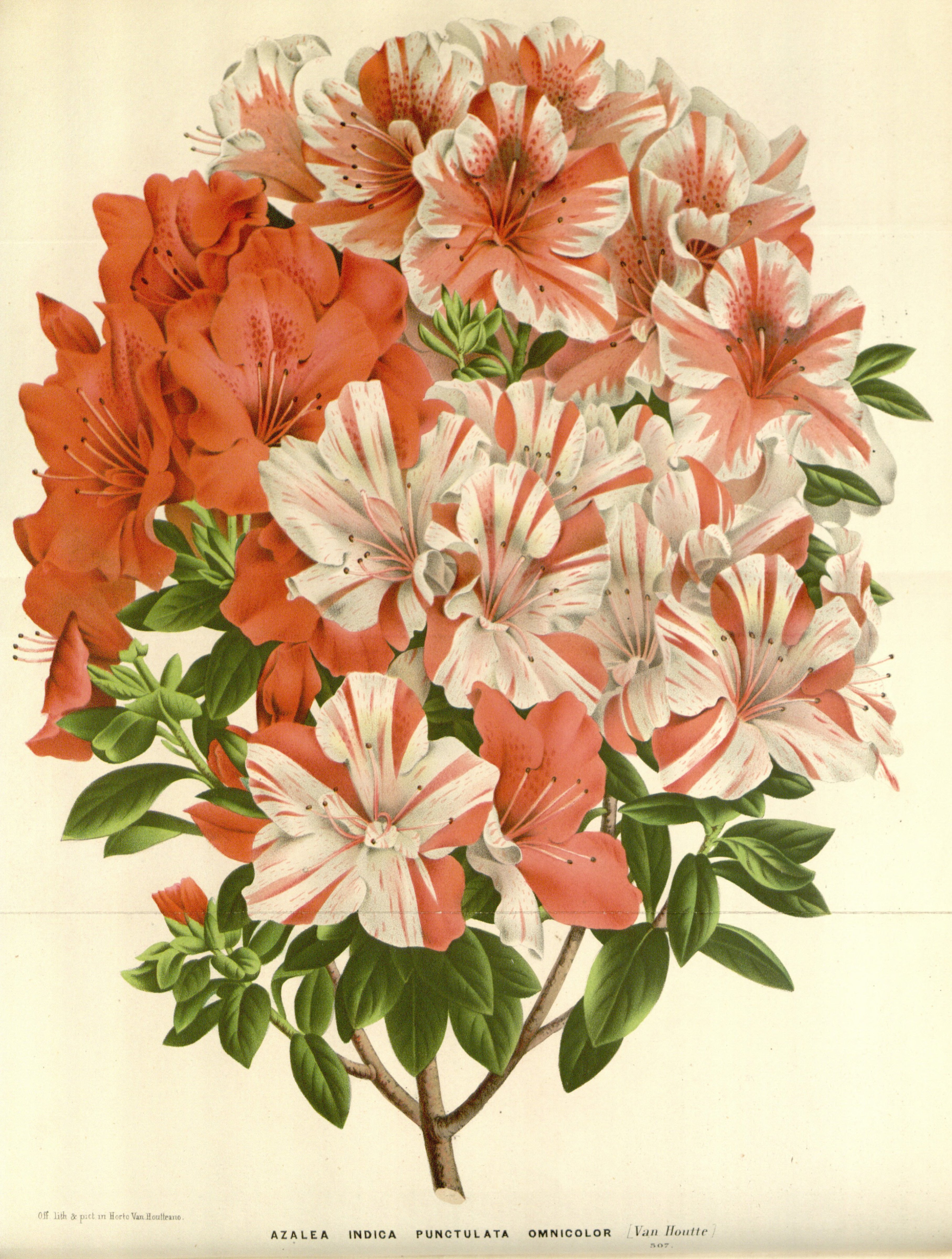 Punctulatum Omnicolor Belgian indica azalea flowers