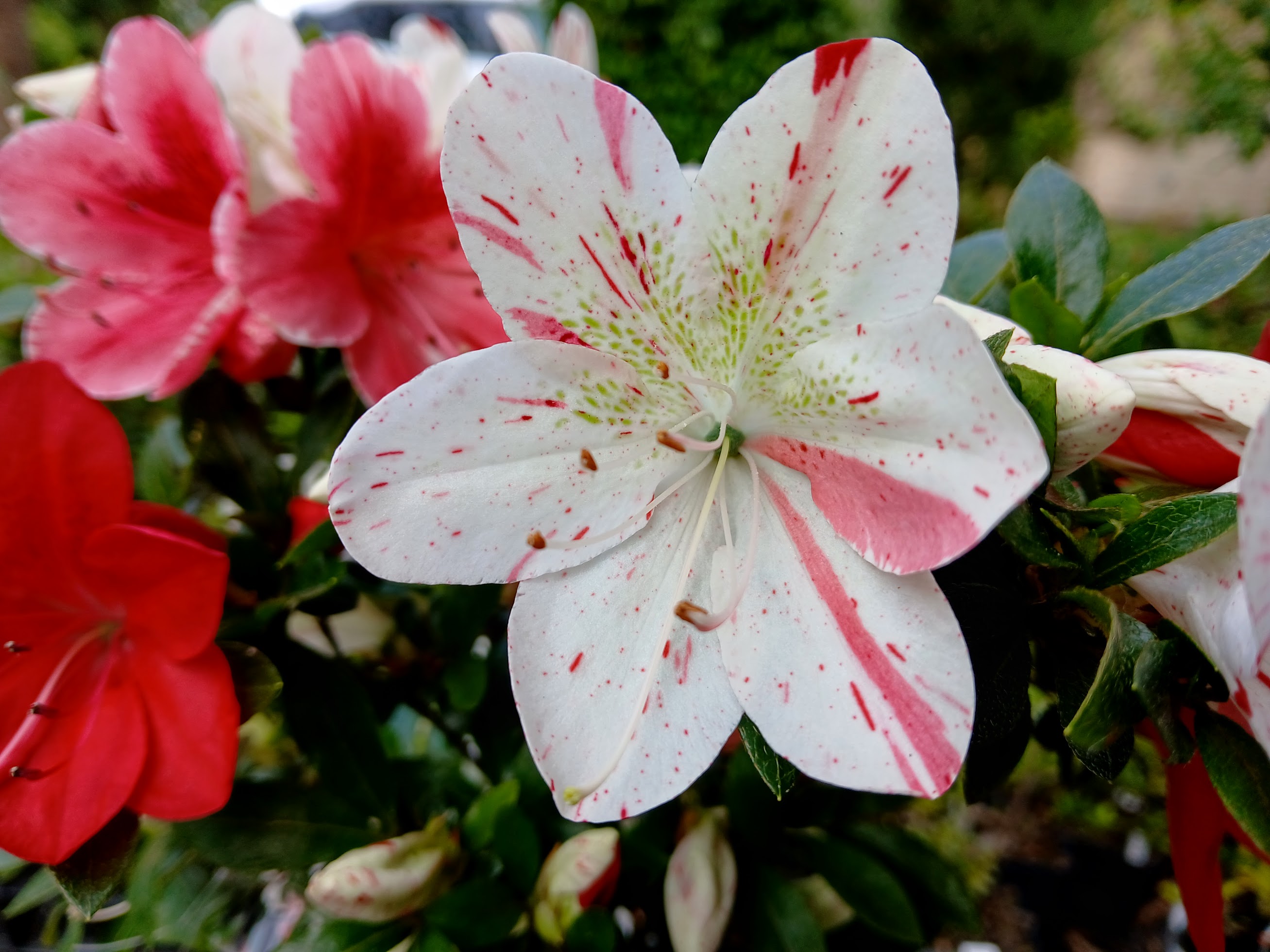 Kangiten satsuki azalea flowers