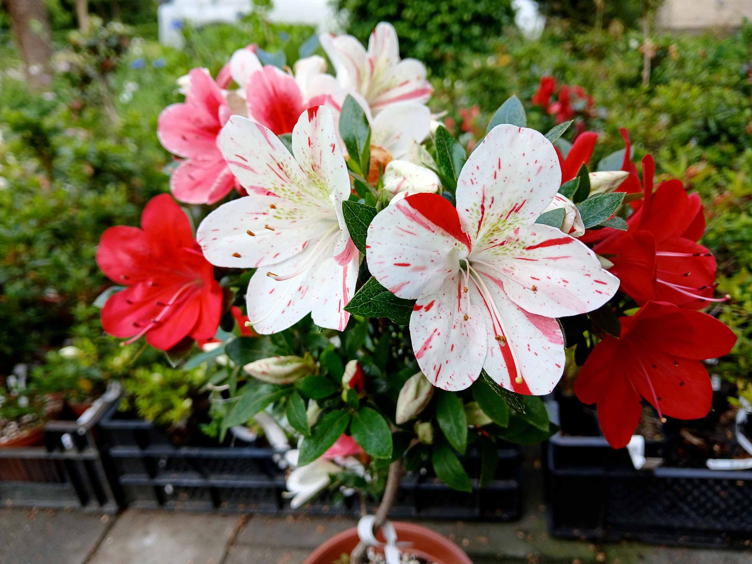 Kangiten satsuki azalea flowers