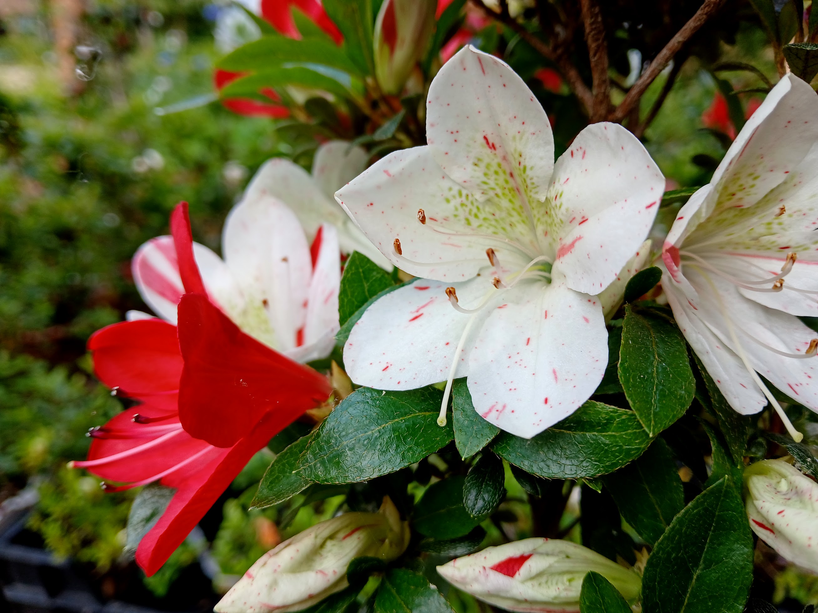 Kangiten satsuki azalea flowers