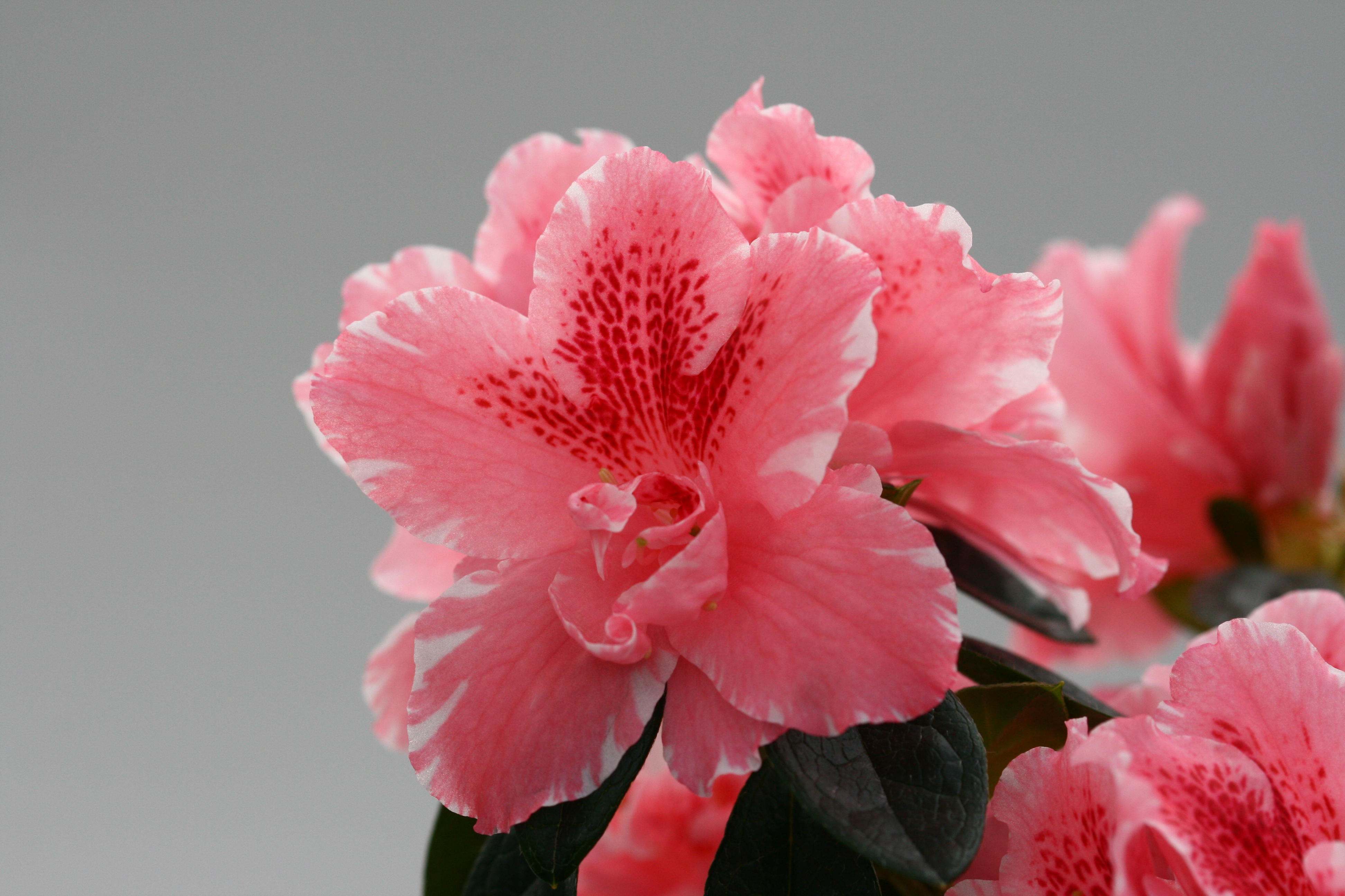 Gloria Belgian indica azalea flowers