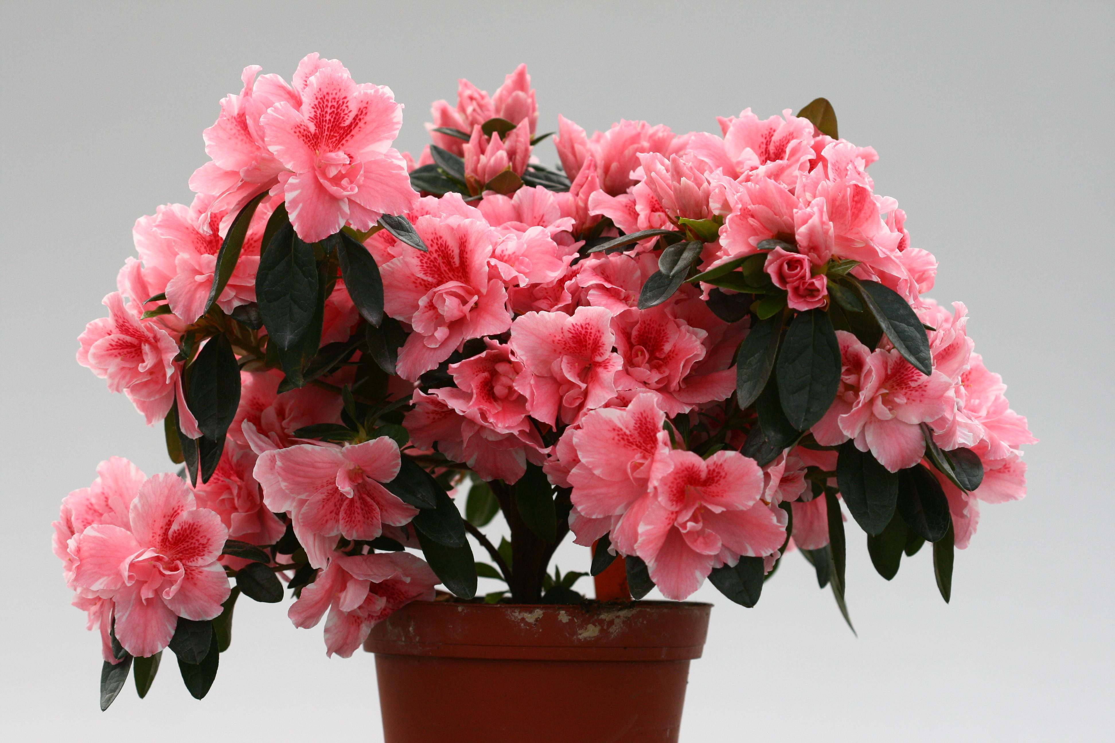 Gloria Belgian indica azalea flowers