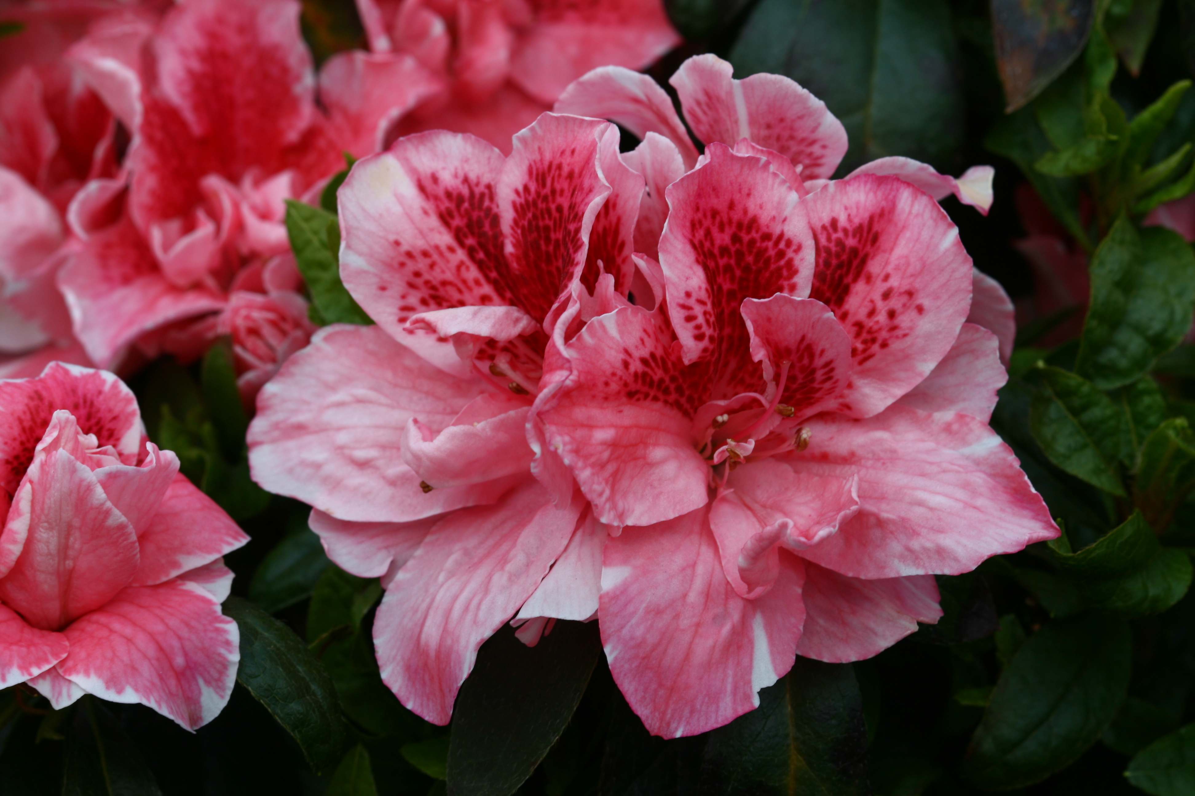 Gloria Belgian indica azalea flowers