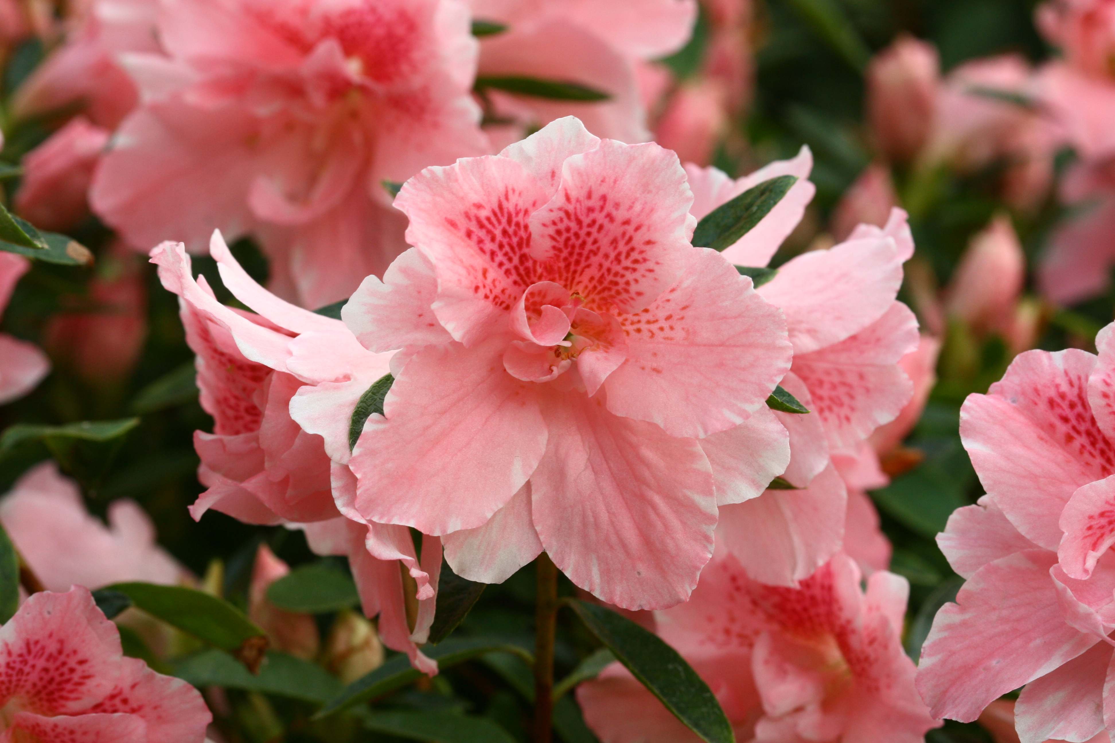 Gloria Belgian indica azalea flowers