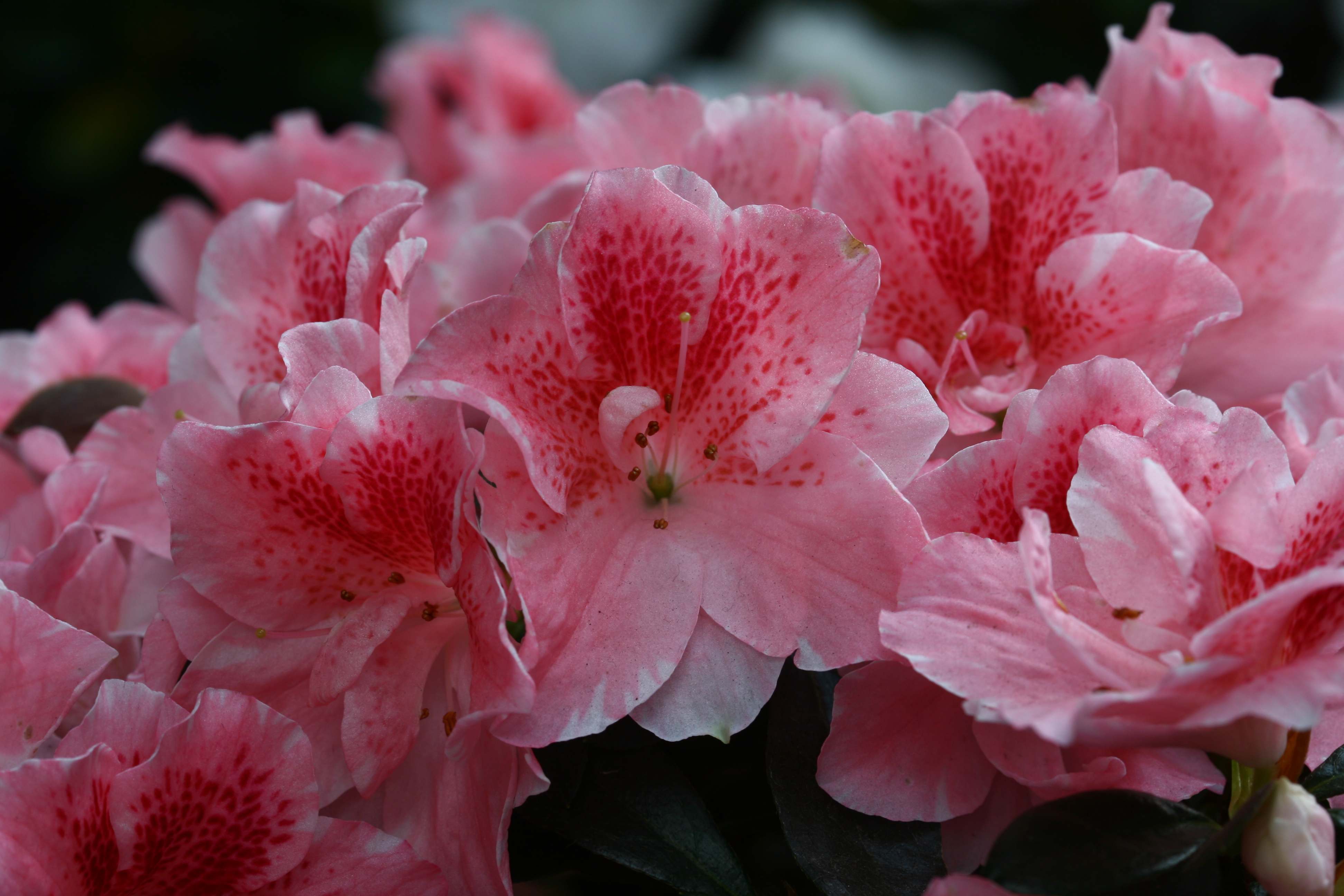 Gloria Belgian indica azalea flowers