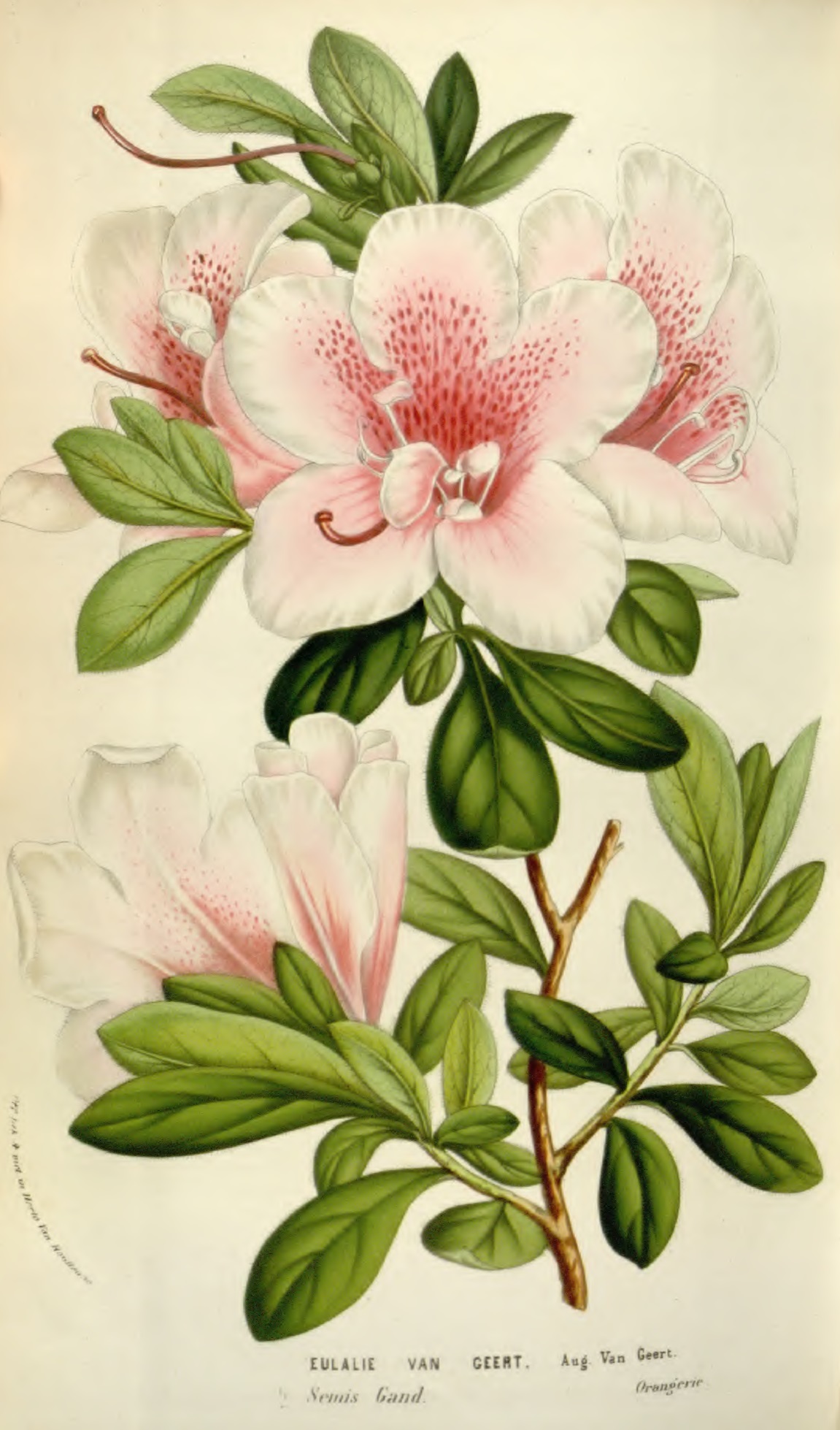 Eulalie van Geert Belgian indica azalea flowers