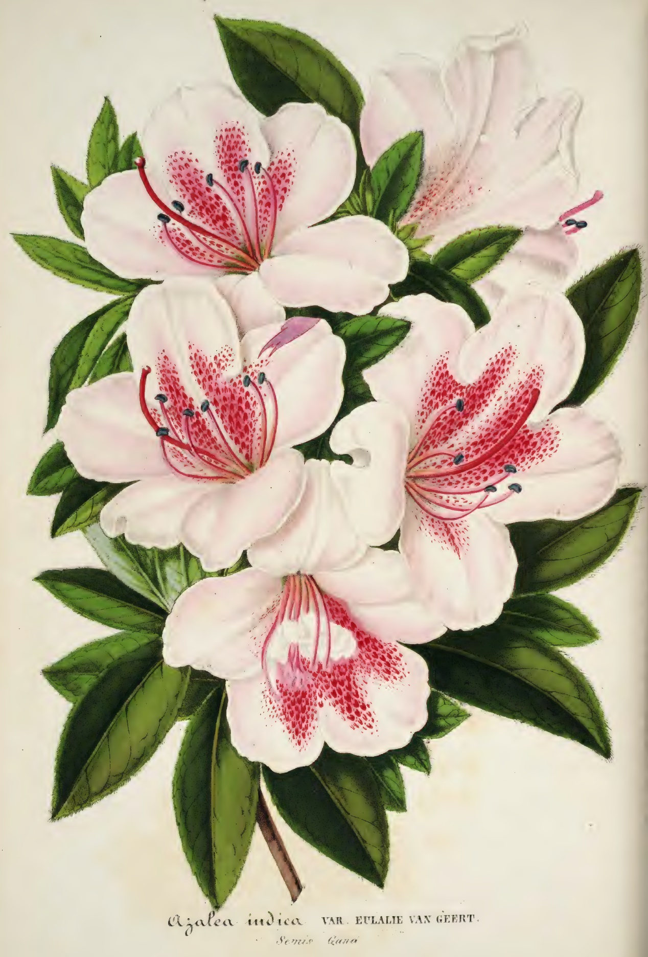 Eulalie van Geert Belgian indica azalea flowers