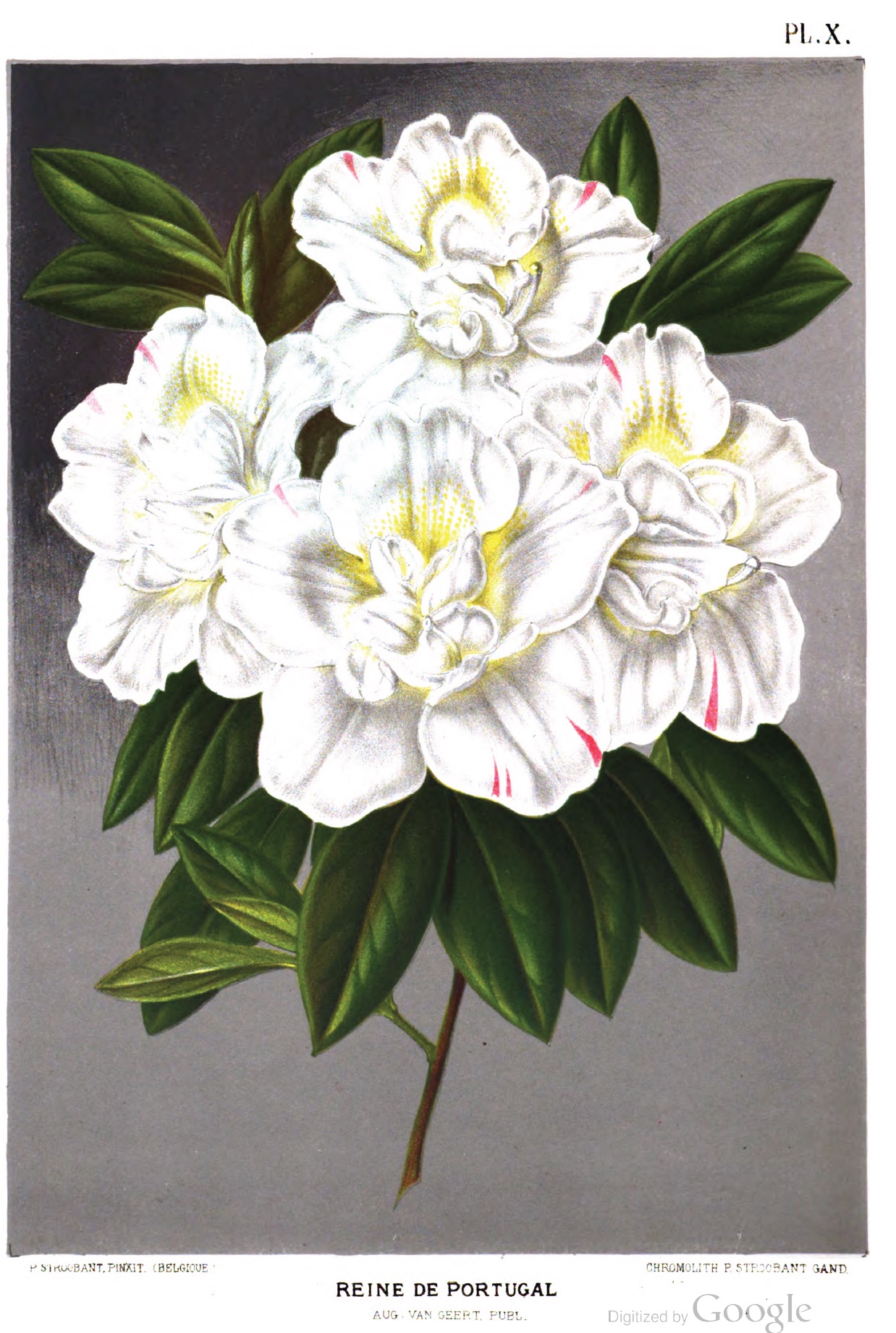 Reine de Portugal Belgian indica azalea flowers