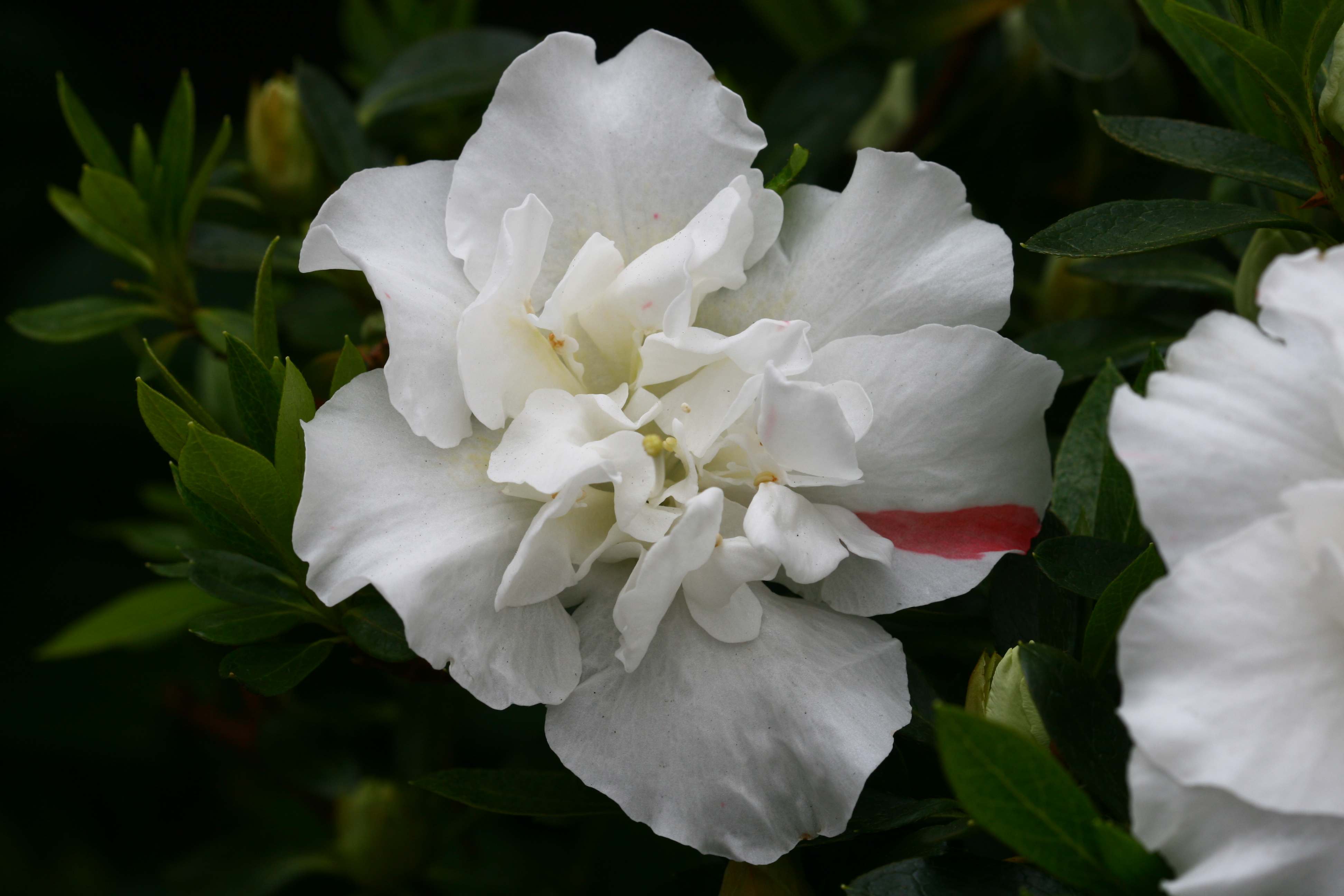 Mademoiselle Louise Cuvelier Belgian indica azalea flowers