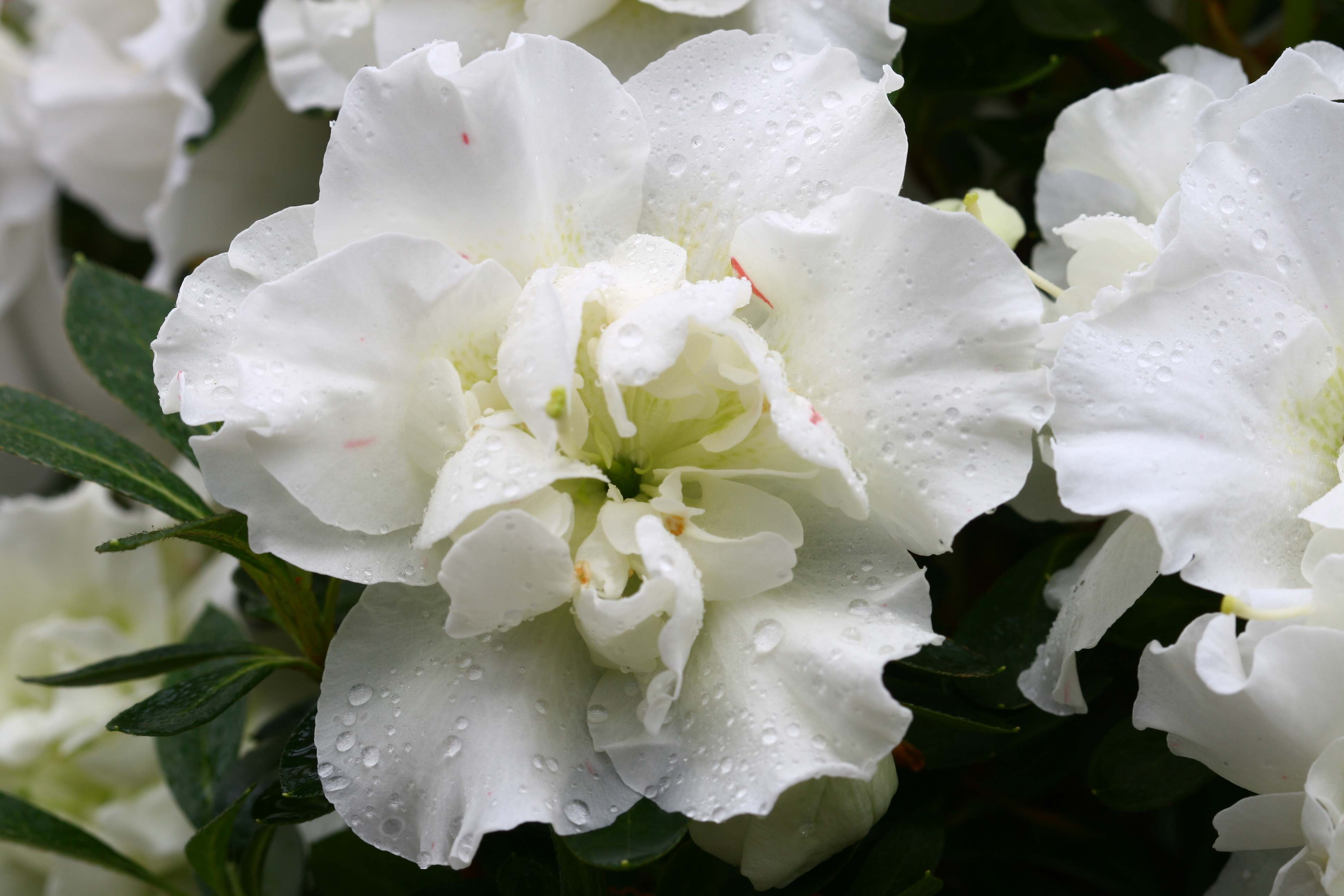Mademoiselle Louise Cuvelier Belgian indica azalea flowers