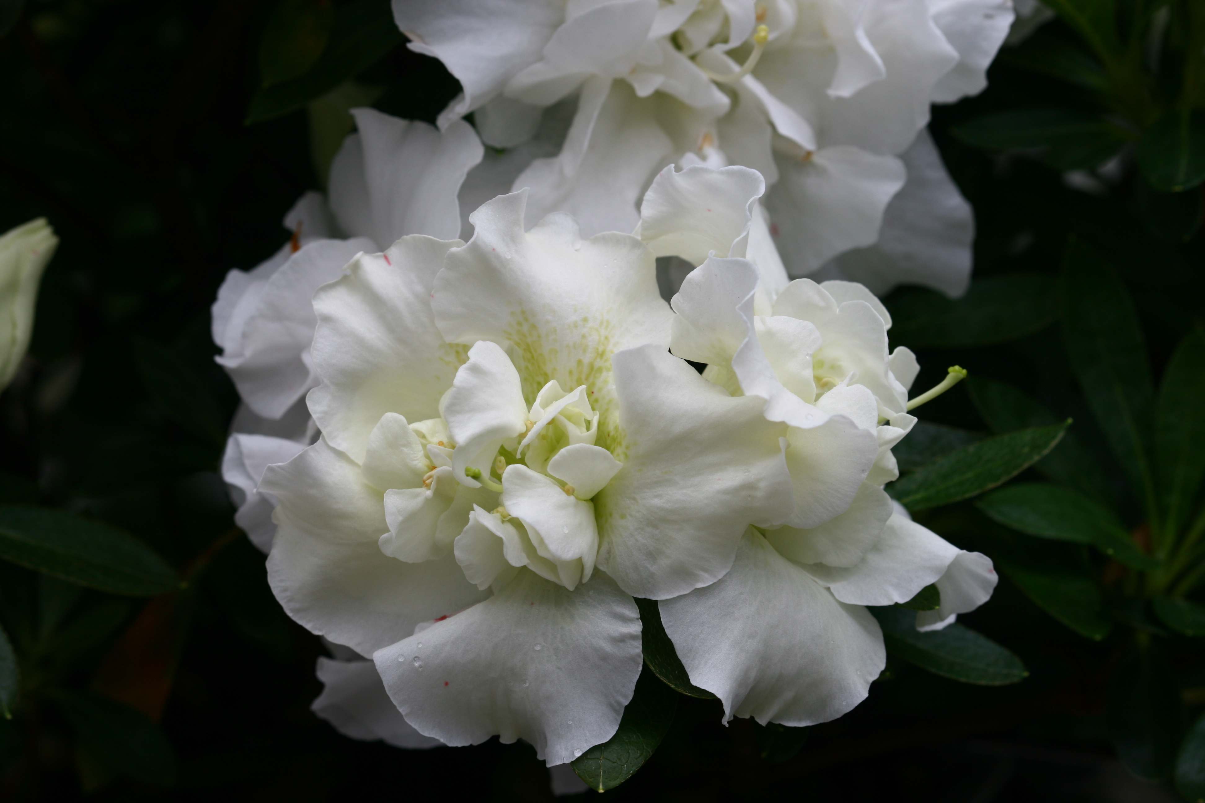 Mademoiselle Louise Cuvelier Belgian indica azalea flowers