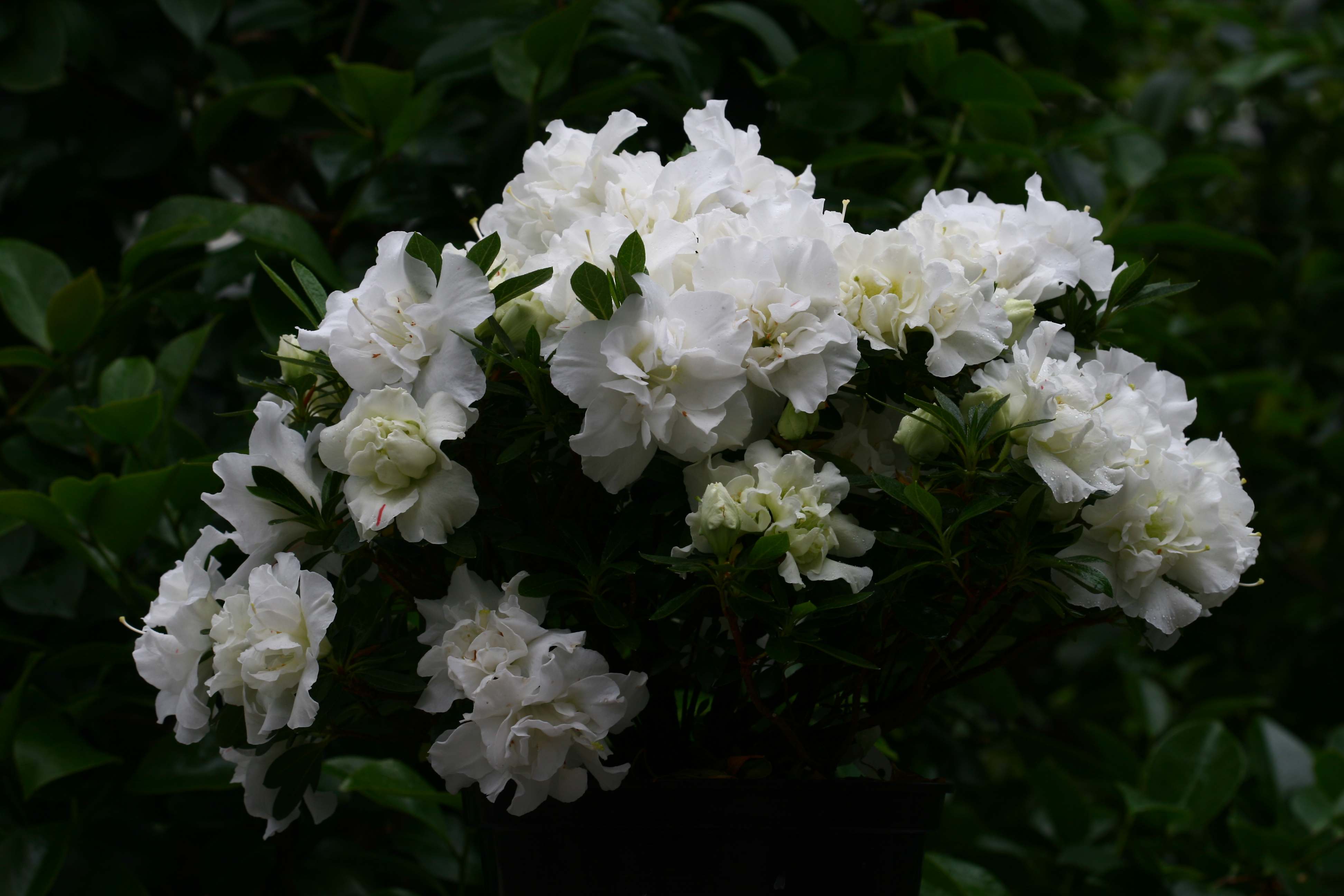 Mademoiselle Louise Cuvelier Belgian indica azalea flowers