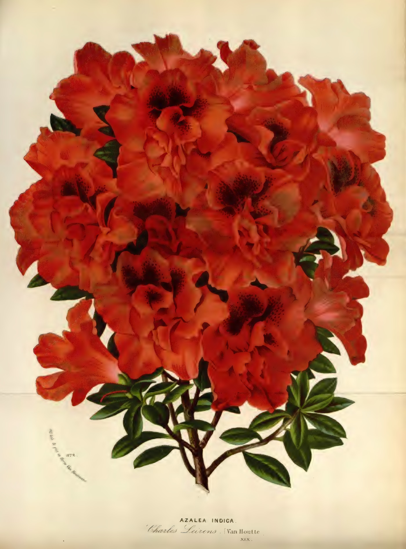 Charles Leirens Belgian indica azalea flowers