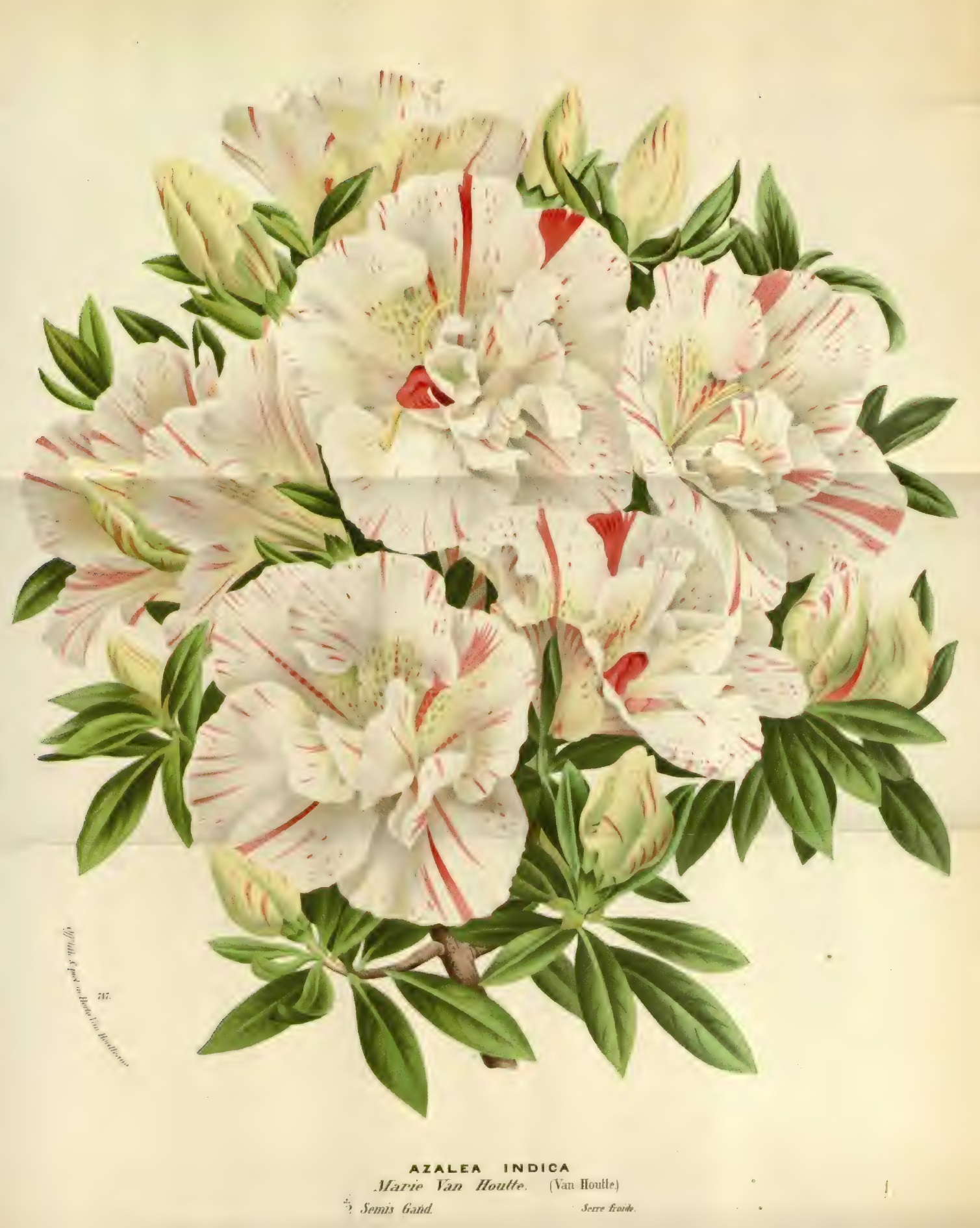 Marie van Houtte Belgian indica azalea flowers