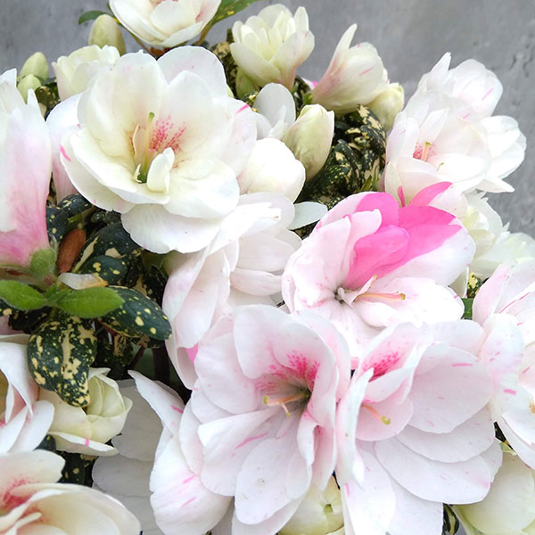 Tokimeki Gold Belgian indica azalea flowers