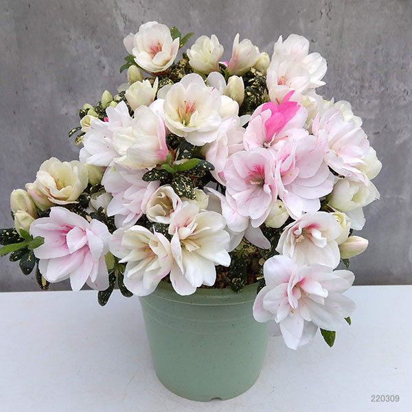 Tokimeki Gold Belgian indica azalea flowers